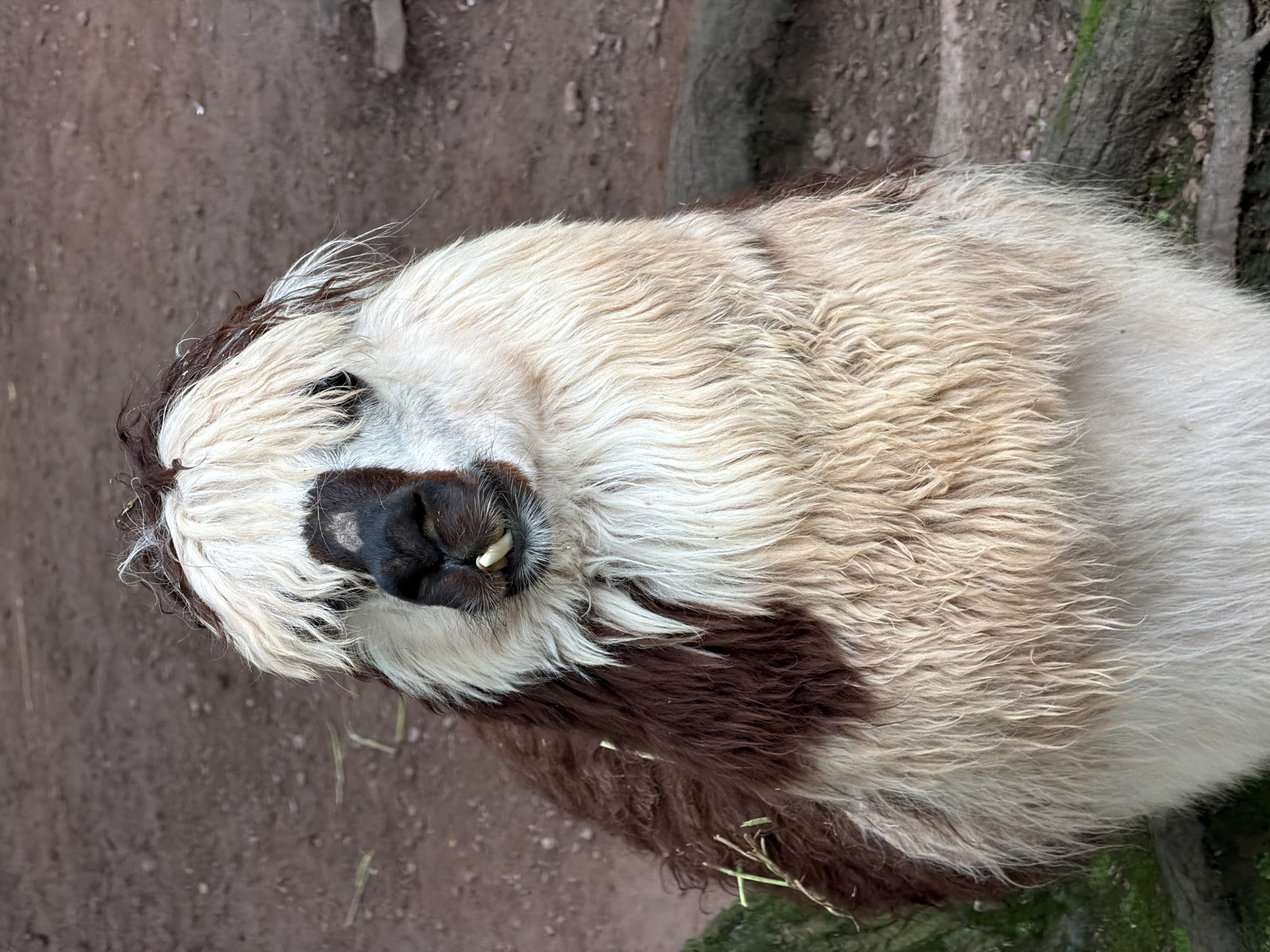 A close-up, eye-level shot shows the head and upper body of a llama. The llama has dark brown fur on its head and body, with patches of white fur on its face and chest. Its fur is shaggy and appears wet. A single, prominent front tooth is visible. The llama's eyes are not visible. The background is out of focus and appears to be a dirt ground with some scattered vegetation. There are no people or other animals present in the image. The scene is outdoors, with natural lighting. This image was taken in Jiulongpo District, China.