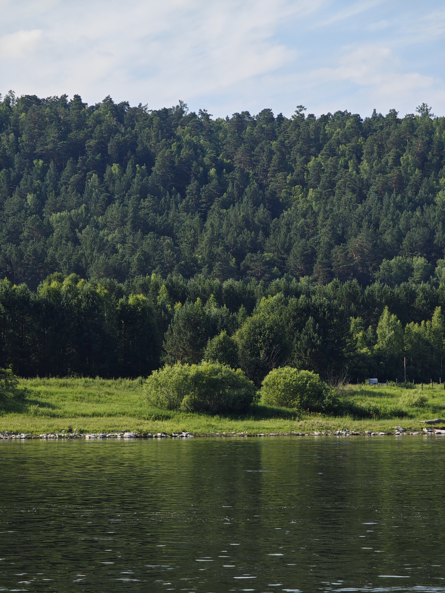 The image depicts a serene landscape featuring a body of water in the foreground and a dense forest covering a hillside in the background. The water is calm, with ripples reflecting the green foliage and the blue sky dotted with white clouds. Along the edge of the water, there is a rocky shoreline transitioning into a lush green meadow. Scattered across the meadow are several bushes and trees, with a wooden fence visible in the far distance. The hillside is entirely covered by a thick forest, predominantly composed of coniferous trees, creating a verdant and textured backdrop. The scene appears to be a natural environment, possibly a park or a natural reserve within or near Predivinsk, Russia, characterized by its untouched wilderness and tranquil atmosphere. There are no people or explicit human activities captured in the image, emphasizing the natural beauty of the location.