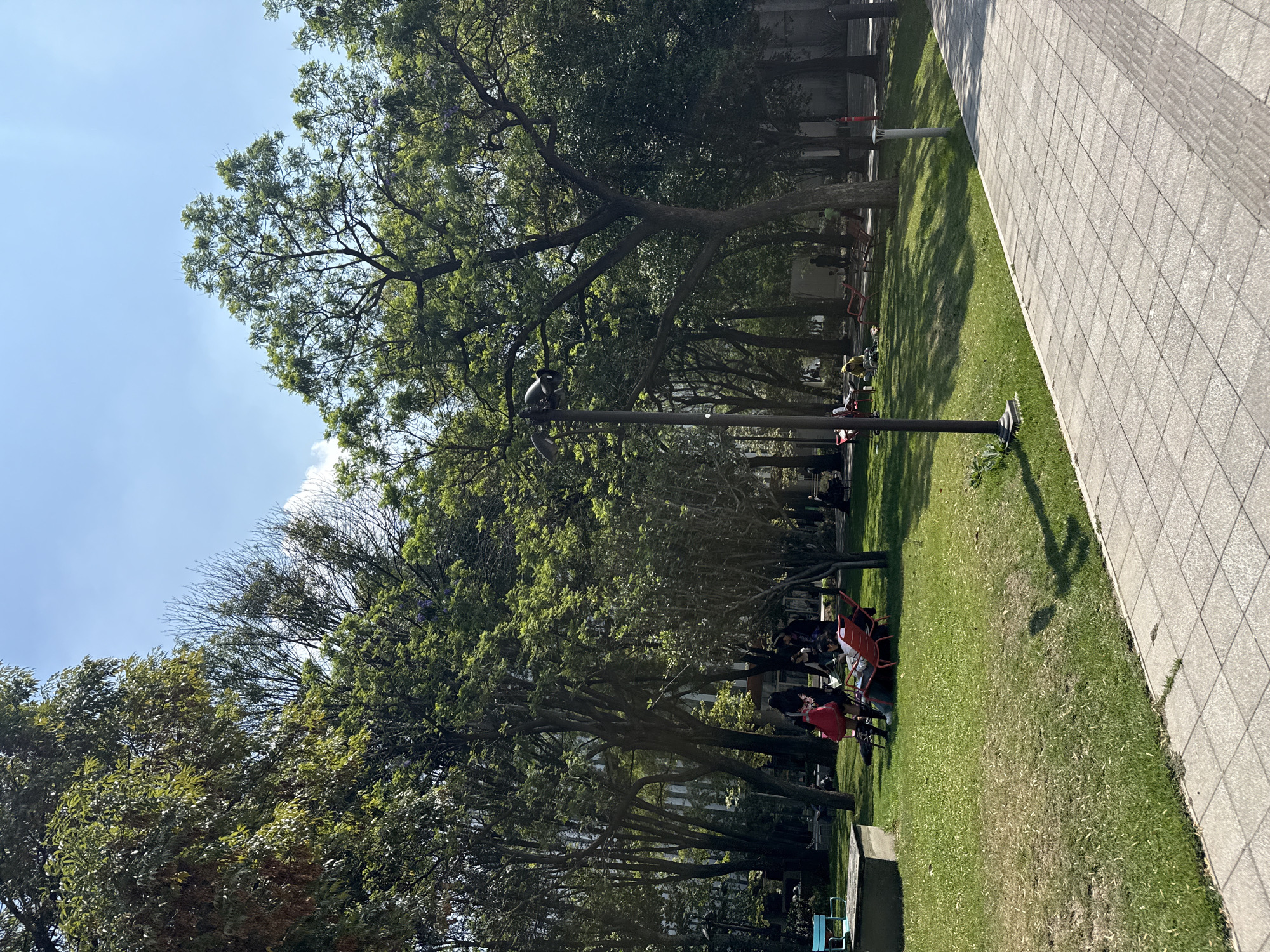The image shows a park setting, likely in Mexico City, Mexico. People are sitting on chairs under trees. A tiled walkway borders the grassy area with trees. A lamppost is also visible.