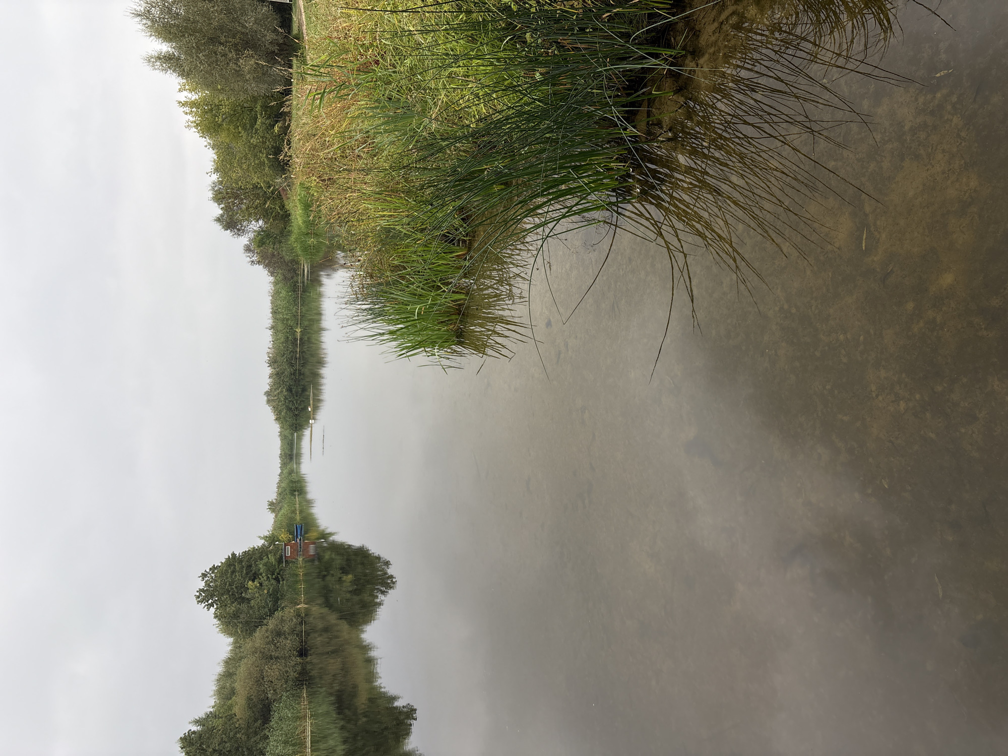 The image depicts a tranquil natural scene at the edge of a body of water, likely a river or lake, in Bobrov, Russia. The water is calm, reflecting the overcast sky and the lush vegetation lining its banks. On the left side of the image, dense green foliage and reeds create a natural barrier. A small red and blue structure, possibly a boathouse or shed, is visible nestled amongst the trees, with a small blue boat tied beside it. Further in the distance, more trees and reeds stretch along the water's edge. On the right side, tall, dry grasses and reeds grow close to the water, their reflections visible on the surface. The water itself appears shallow and clear in places, with the sandy bottom visible beneath the surface. The overall atmosphere is serene and undisturbed, indicative of a natural, possibly rural, setting within Bobrov.
