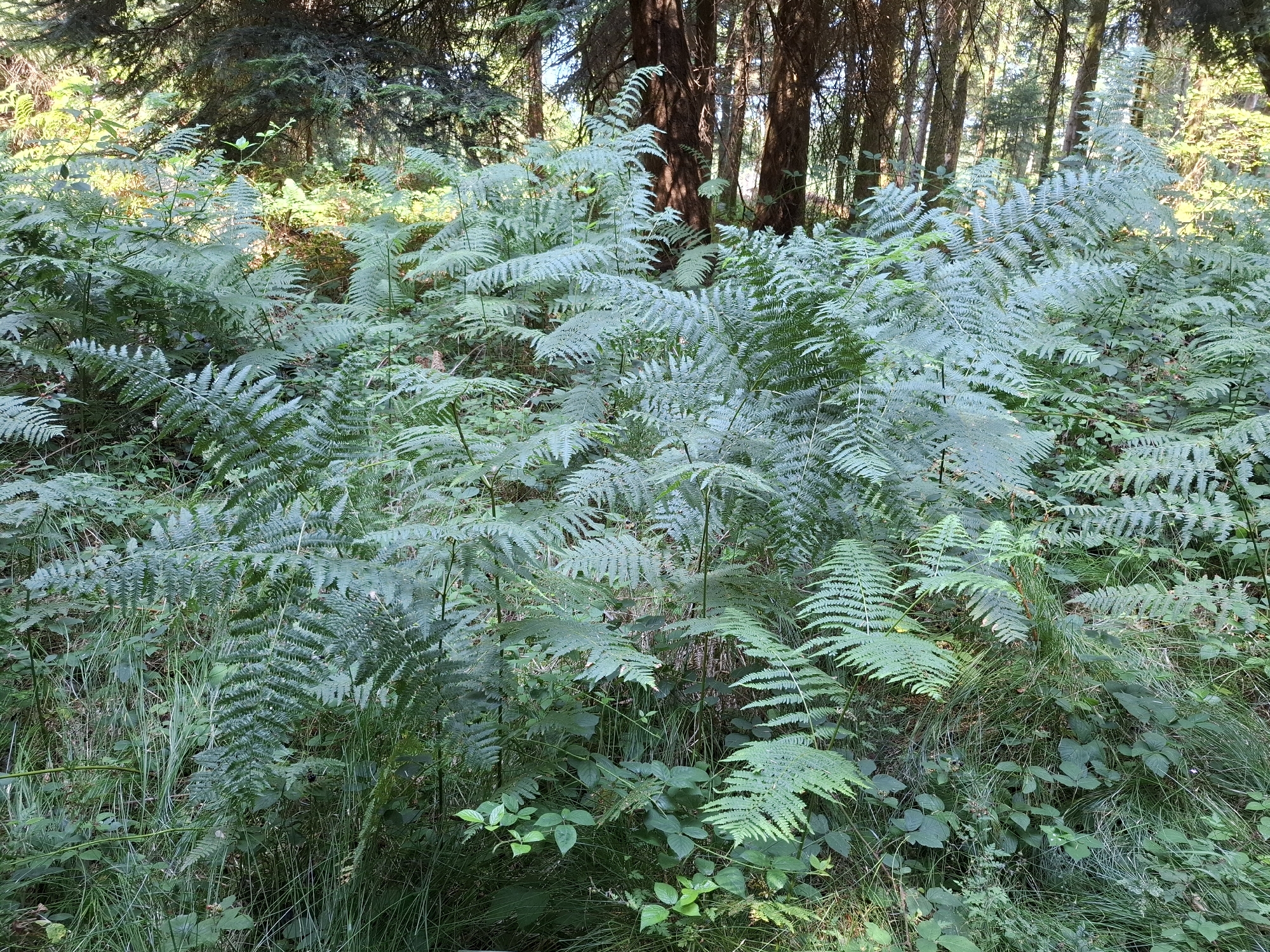 The image depicts a densely vegetated forest floor in Eschenbach (LU), Switzerland. The primary subjects are numerous ferns, varying in size and color from pale green to a lighter, almost silvery green, suggesting they are catching sunlight. These ferns dominate the foreground and midground, creating a lush, layered carpet of foliage. Interspersed with the ferns are tall grasses and smaller, leafy green plants, some with dark berries visible at the base. In the background, the trunks of several tall trees are visible, along with the darker green canopy of conifers and patches of brighter green foliage where sunlight filters through. The overall impression is one of a natural, wild woodland environment, likely a forest or park area within Eschenbach. There are no people or animals visible in the image.