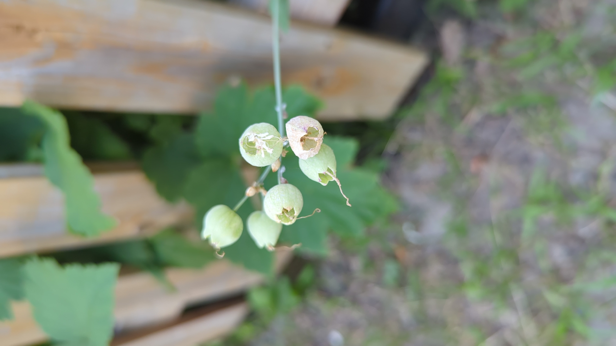 The image shows a close-up of a plant with several small, green, balloon-shaped seed pods. Some of the pods appear to be dried and open, revealing white fibrous material inside. The plant is growing near a wooden fence. The background is blurred and consists of greenery and what appears to be dry ground or grass. The scene is outdoors. There is no information about the specific location within Montreal, Canada, or any people present.