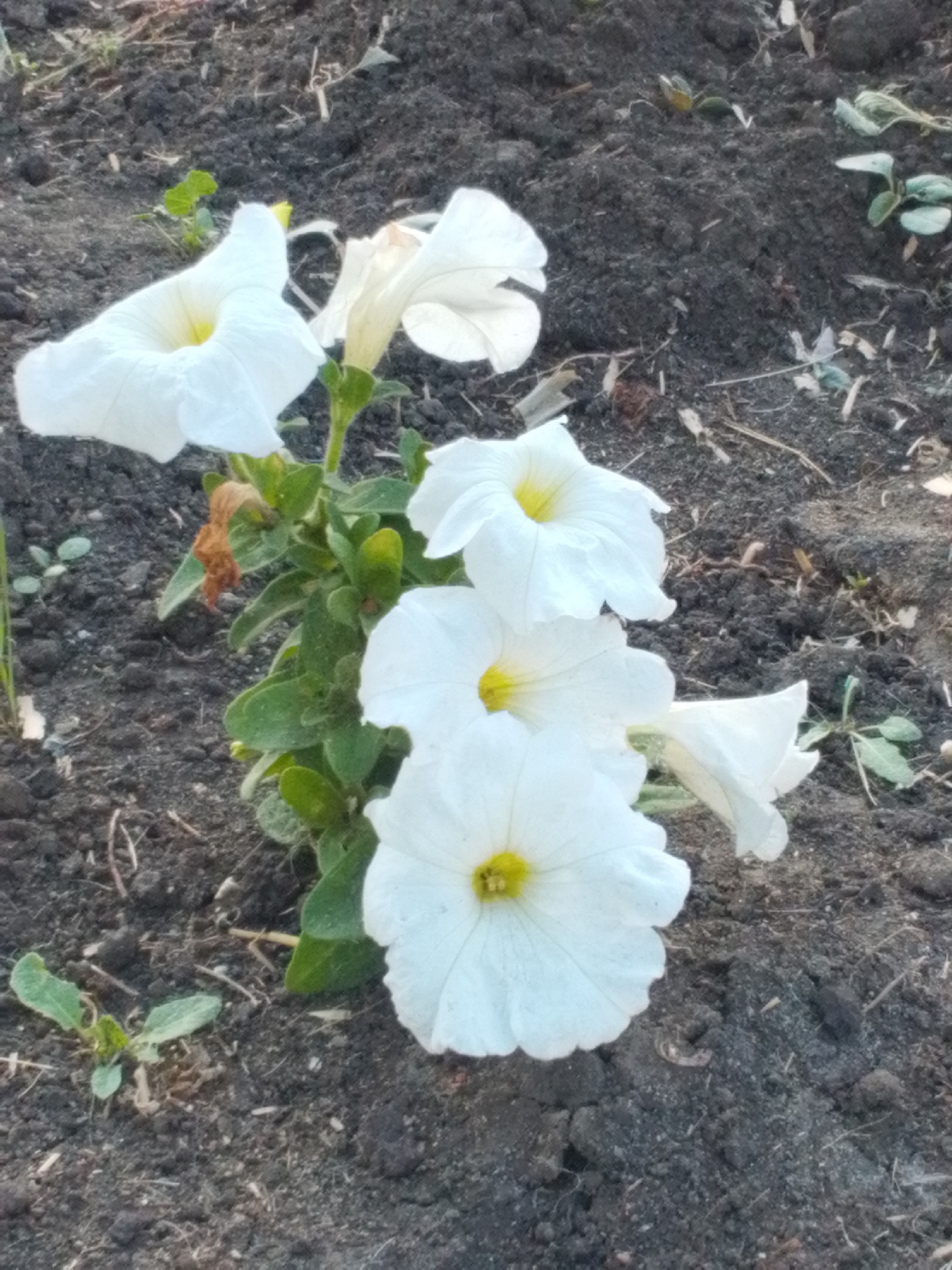 A close-up, overhead shot shows a small cluster of white petunias with yellow centers growing from dark, loamy soil. The flowers are the main focus, with several blooms and buds visible. The soil appears freshly tilled, with some small green sprouts and dried plant debris scattered throughout. The scene is outdoors, likely in a garden or park setting. The specific location is Корнеев ауылдық округі, Kazakhstan. No people or animals are present.