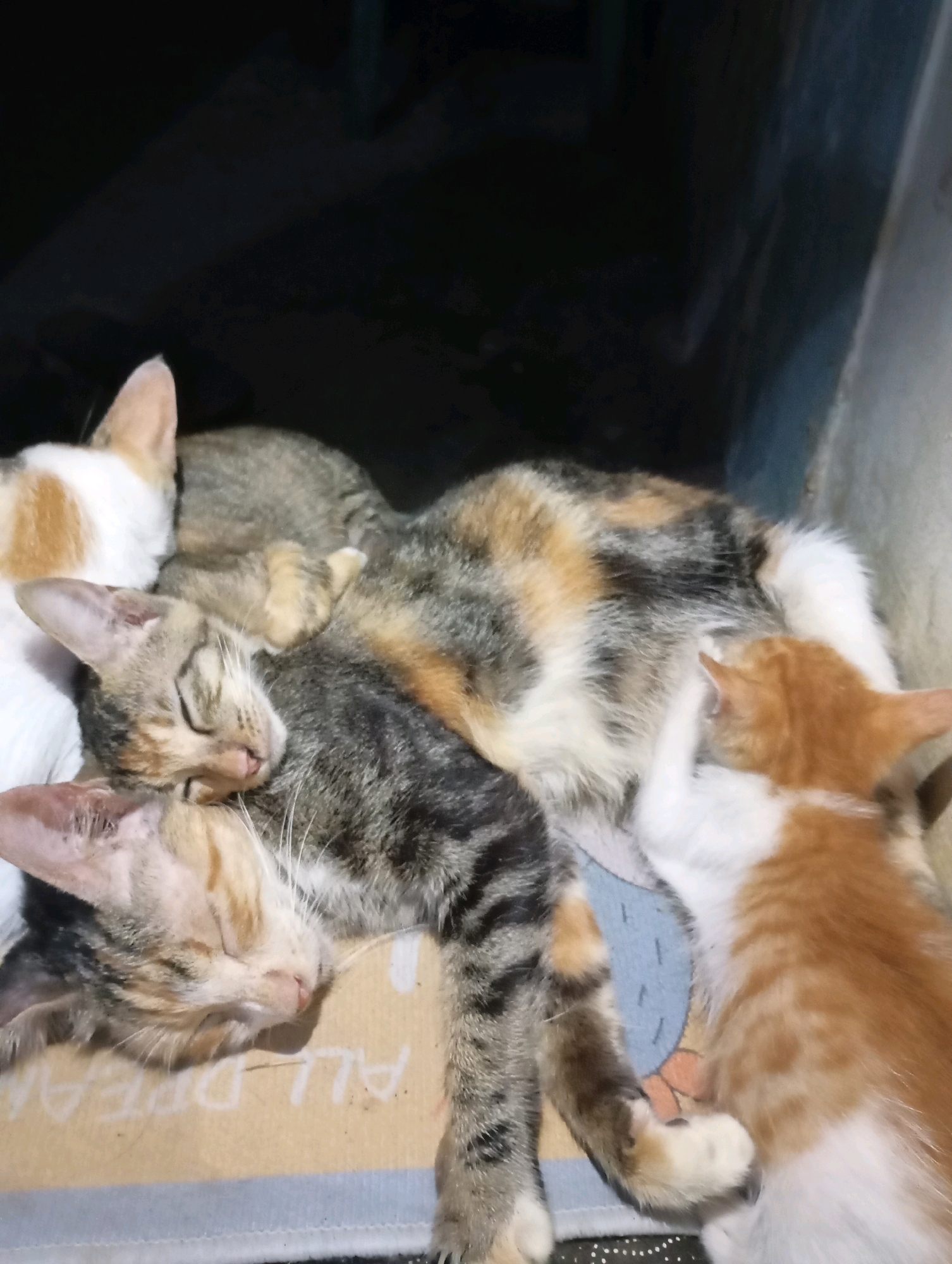 A group of domestic cats are sleeping together on a flattened cardboard box. The cats appear to be a mix of adult and kittens, with various fur colors including tabby, calico, and orange and white. The scene is dimly lit, suggesting it is nighttime or indoors with low light. The background is dark and indistinct, possibly an indoor environment. The cats are huddled closely, with some sleeping on top of others, indicating a comfortable and familiar arrangement. There is no indication of human presence or interaction in the immediate scene. The location in Balikpapan, Indonesia is not visually discernible from the image itself; it is provided as context for the observation.