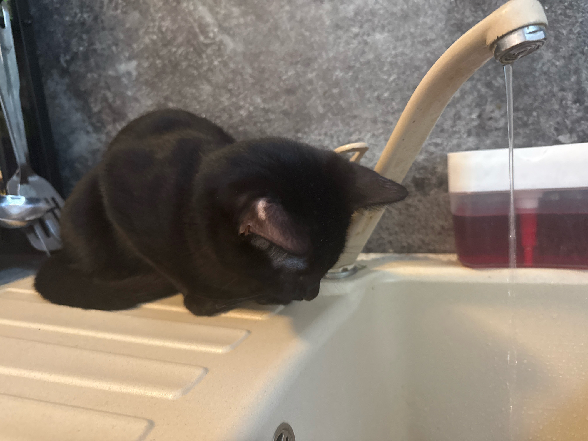 A black cat is positioned on the edge of a sink, with its head lowered towards the faucet from which a thin stream of water is dripping. The sink is made of a light-colored, textured material and has visible ridges. Behind the cat and to the right, a container with a red liquid is partially visible. The background consists of a grey, textured wall. The scene appears to be indoors, likely in a kitchen or bathroom. There is no indication of the city of Eberswalde, Germany.