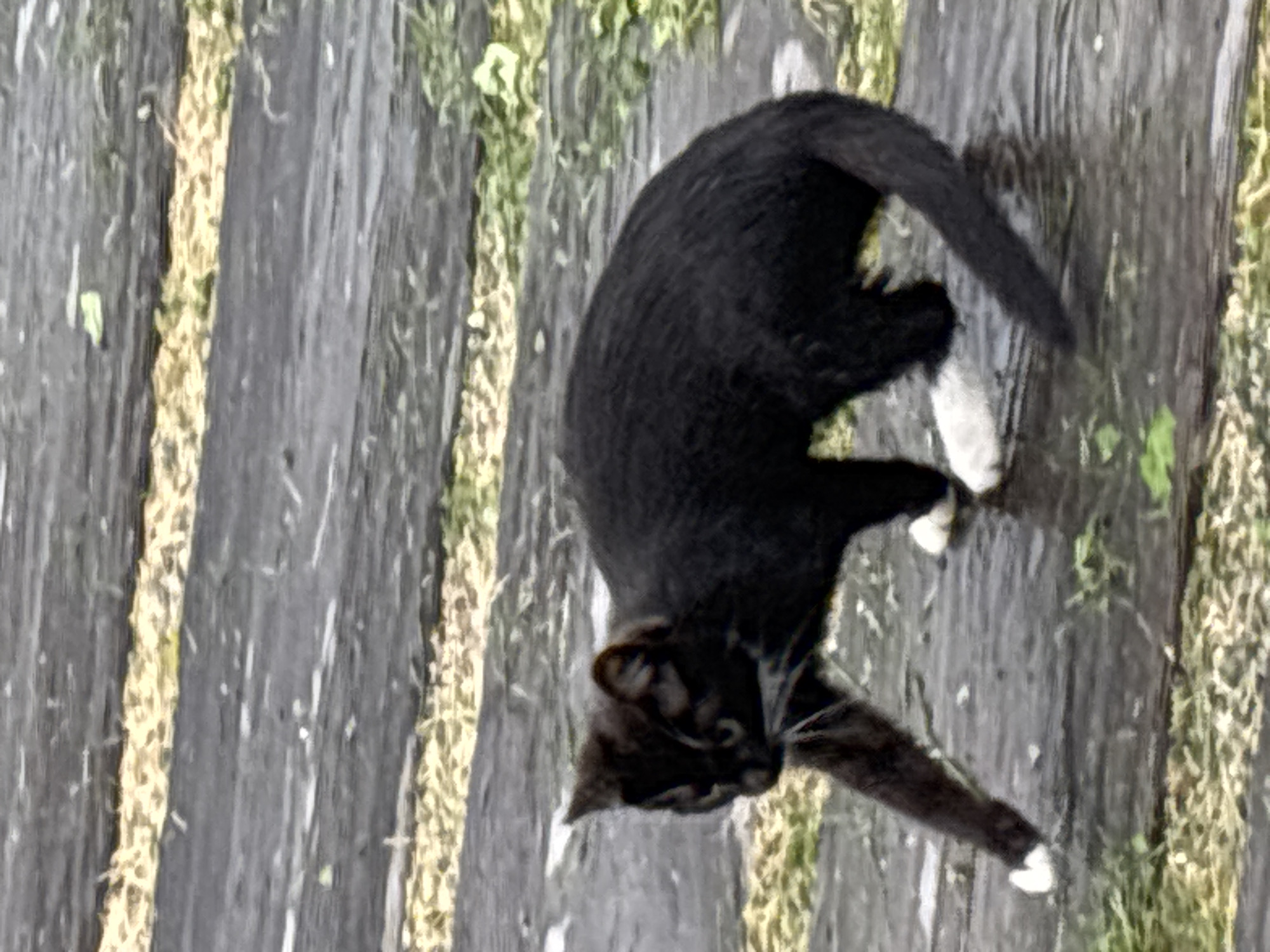 A black cat with white paws is walking on a path made of dark, weathered wooden planks. The planks are laid horizontally and have strips of light-colored material, possibly straw or dried grass, between them. The cat is mid-stride, with its front left paw lifted and its body low to the ground. Its tail is extended behind it. Green vegetation is visible along the edges of the path and scattered between the planks. The scene appears to be outdoors, possibly in a park or a rural area. The lighting is overcast, suggesting a cloudy day. The location of Zvenigorod, Russia, is provided as context but is not discernible from the image itself.