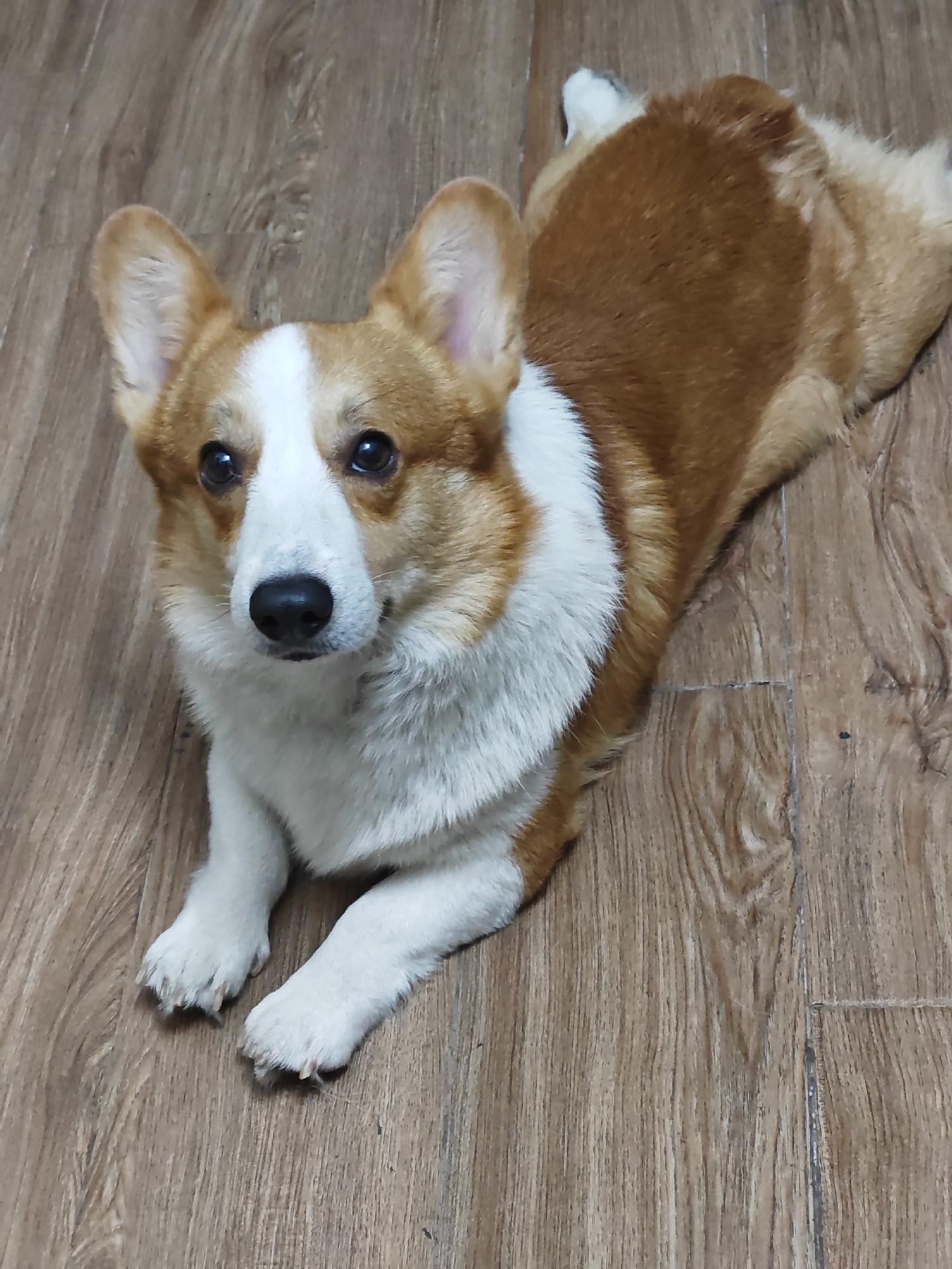 The image shows a Corgi dog lying on a wooden floor. The dog is a mix of brown and white fur, with large, alert ears and dark, expressive eyes. Its front paws are resting on the floor in front of it, and its body is stretched out. The wooden floor has a prominent grain pattern and appears to be made of planks or tiles. The lighting suggests it is daytime, and the indoor setting indicates a home or a similar domestic environment. The dog appears calm and attentive, looking directly at the camera. There is no visible text in the image.