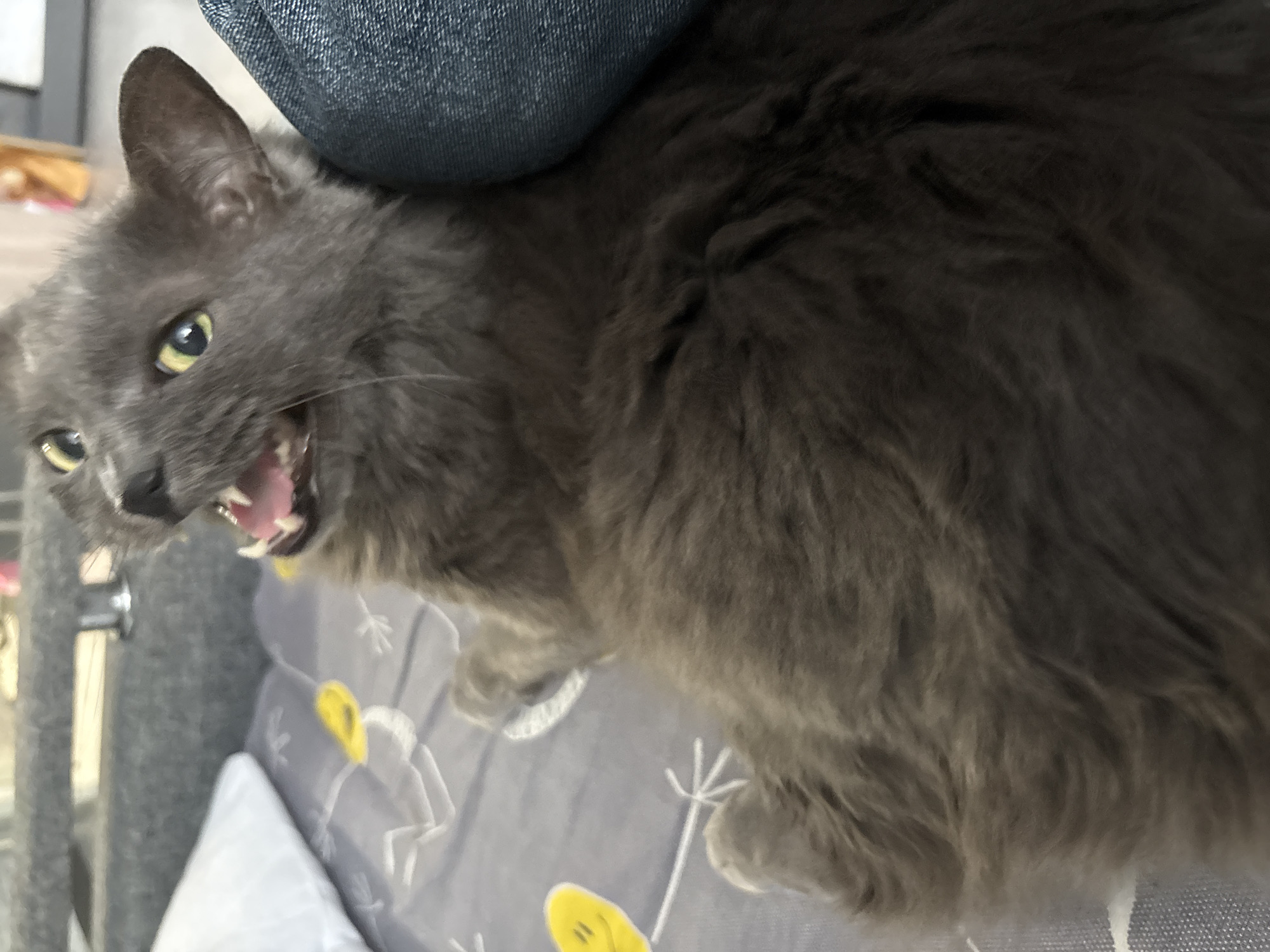 The image shows a close-up, low-angle shot of a fluffy gray cat lying on a gray patterned blanket. The cat's mouth is open, revealing its teeth and pink tongue, and its eyes are wide open and focused on something above and to the left of the frame. The cat's fur is long and appears soft. A portion of what appears to be blue denim fabric is visible on the right side of the frame, positioned behind the cat's head and ear. The background is slightly blurred but suggests an indoor setting with furniture. There is no information in the image to determine its location in Vladivostok, Russia, or any other specific geographical location.