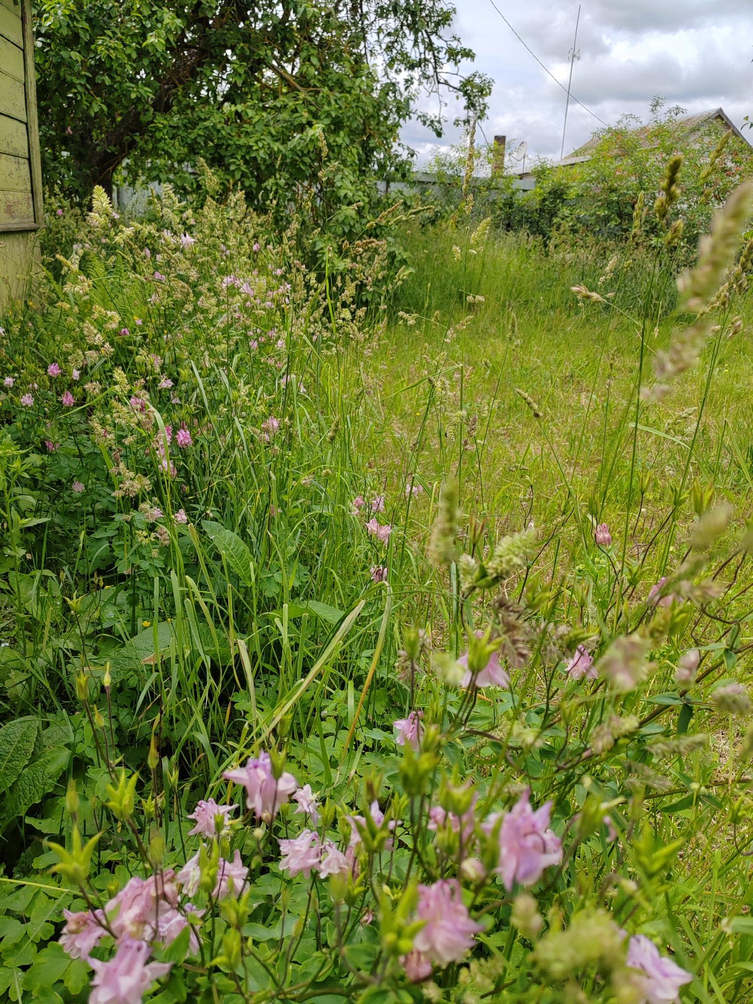 The image depicts an overgrown garden area with various plants and flowers, predominantly in shades of green and pink. In the foreground, several pink flowers, possibly columbine, are in bloom, surrounded by lush green foliage. Tall grasses with seed heads are interspersed throughout the scene. To the left, a portion of a weathered, light green wooden structure, possibly part of a building or shed, is visible. In the background, a dense green hedge and trees form a natural boundary. Further back, a simple house with a grey roof and a brick chimney can be seen, along with power lines. The sky is overcast with white and grey clouds. The setting appears to be rural, consistent with the location in Воўчынскі сельскі Савет, Belarus, likely a residential backyard or a neglected garden. There are no people or animals visible in the frame.
