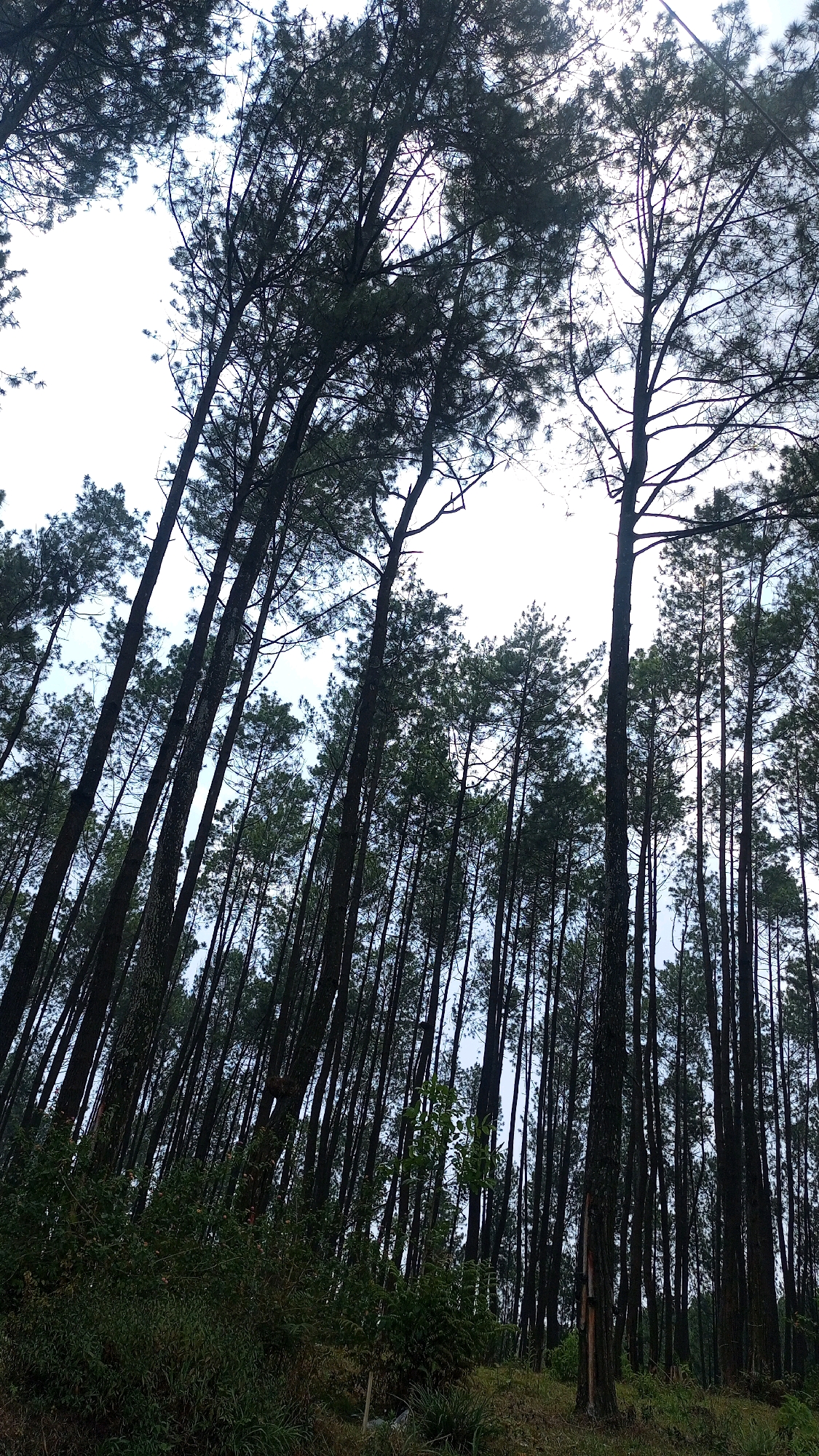 The image depicts a dense forest of tall pine trees in Nongkojajar, Indonesia. The trees are predominantly dark green with slender trunks, and their branches reach towards a bright, overcast sky. The perspective is low-angle, looking upwards through the canopy, which creates a dramatic, almost overwhelming sense of height and density. The forest floor is covered with lush green undergrowth, and the terrain appears to be sloped. No people or animals are visible in the frame. The overall impression is one of natural wilderness and a somewhat somber, serene atmosphere.