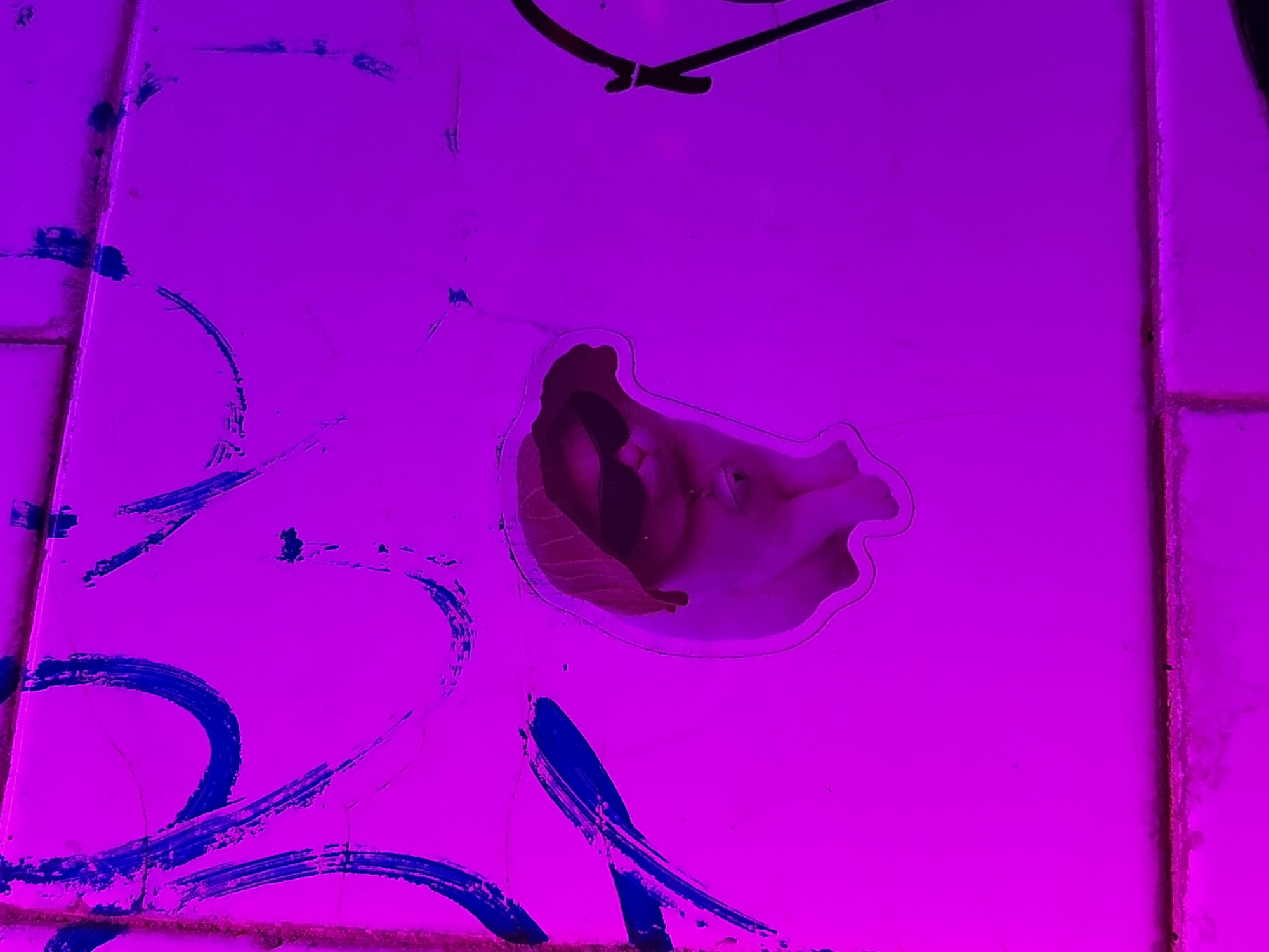 A sticker of a cat wearing sunglasses and a leaf as a hat is affixed to a tiled wall that has blue graffiti on it. The wall is illuminated by a pink light, giving the scene a vibrant and surreal atmosphere. The cat's face is partially obscured by the leaf, adding to its mysterious allure. The graffiti on the wall appears to be abstract strokes and lines, adding a chaotic and urban element to the image. The tiled surface suggests that this could be an interior or exterior wall of a building, possibly in an alleyway or a public space.