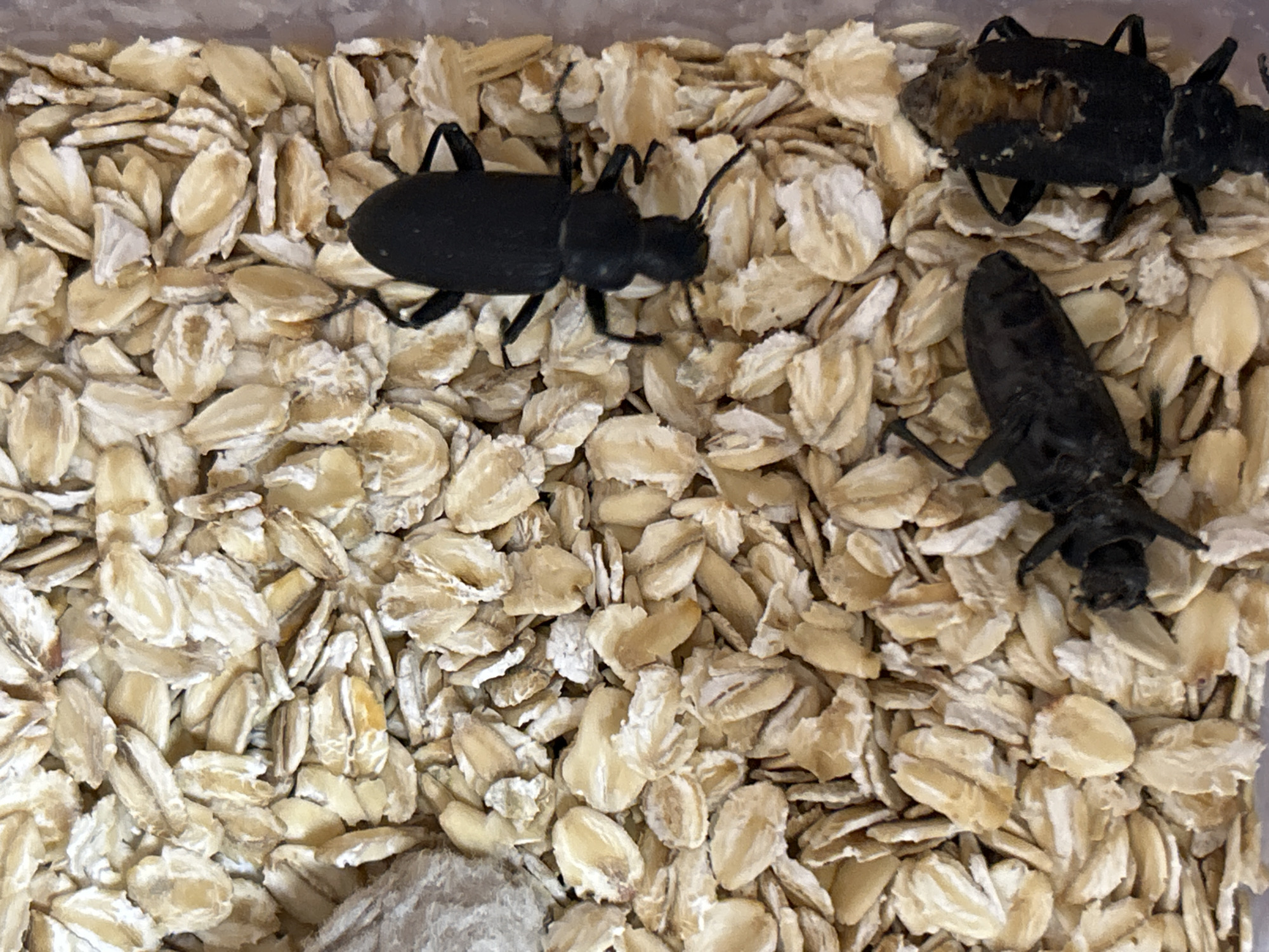 The image shows a close-up view of three black beetles amidst a bed of rolled oats. The beetles are dark and elongated, with visible legs and antennae. One beetle is positioned near the top center, facing downwards. Another is on its back to the left of the center, and a third is on the right, facing upwards. The oats are light brown and form a textured background. The scene appears to be an indoor environment, likely a container for the beetles. There is no indication of the city of Zelenograd, Russia, or any specific location details within the image.