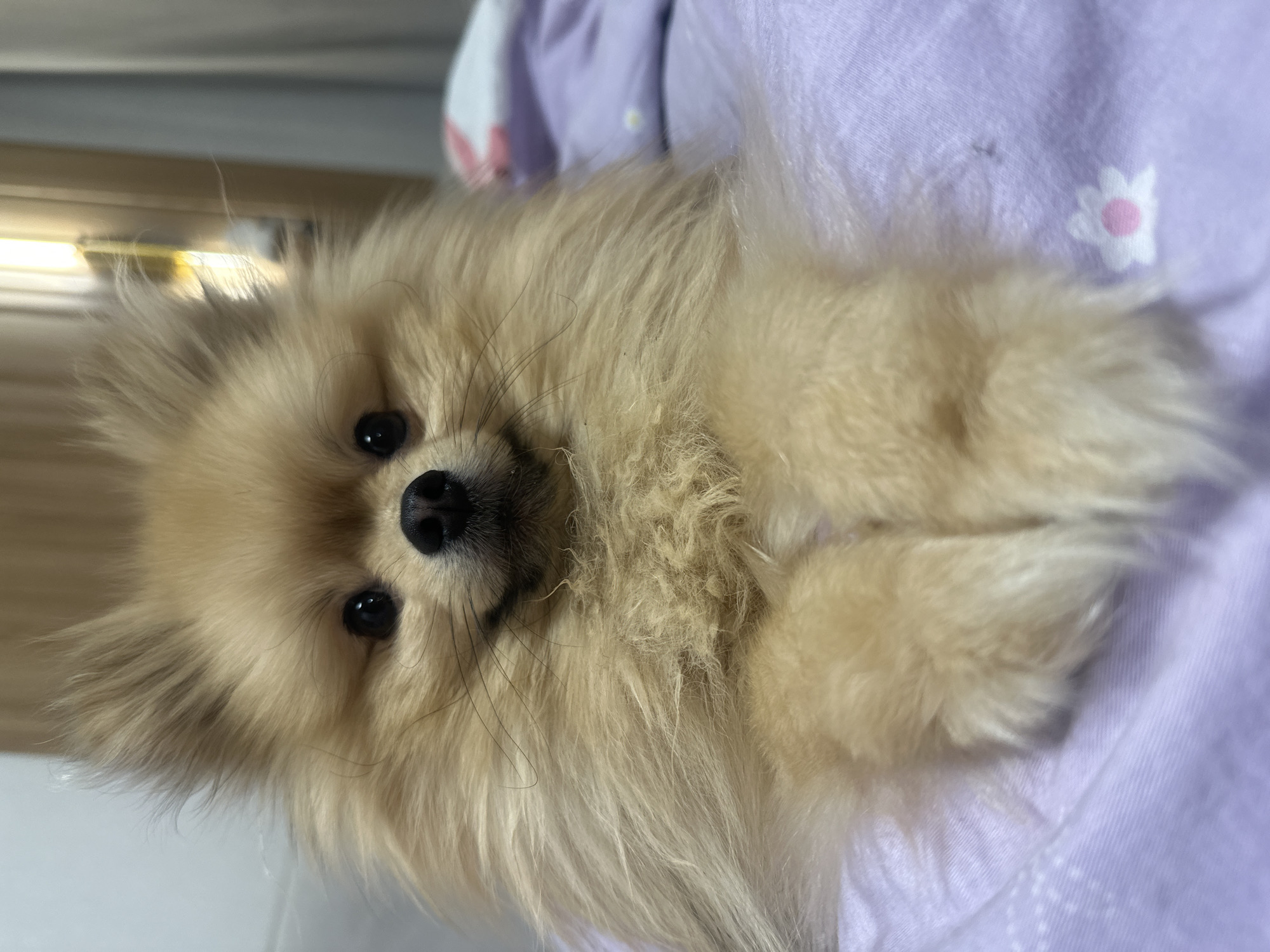 A close-up portrait of a light-tan Pomeranian dog lying on a light purple fabric with small white and pink flower patterns. The dog is facing the camera with its front paws folded in front of it. Its eyes are dark and its nose is black. The background is slightly blurred. There is no indication of the location being Votkinsk, Russia.