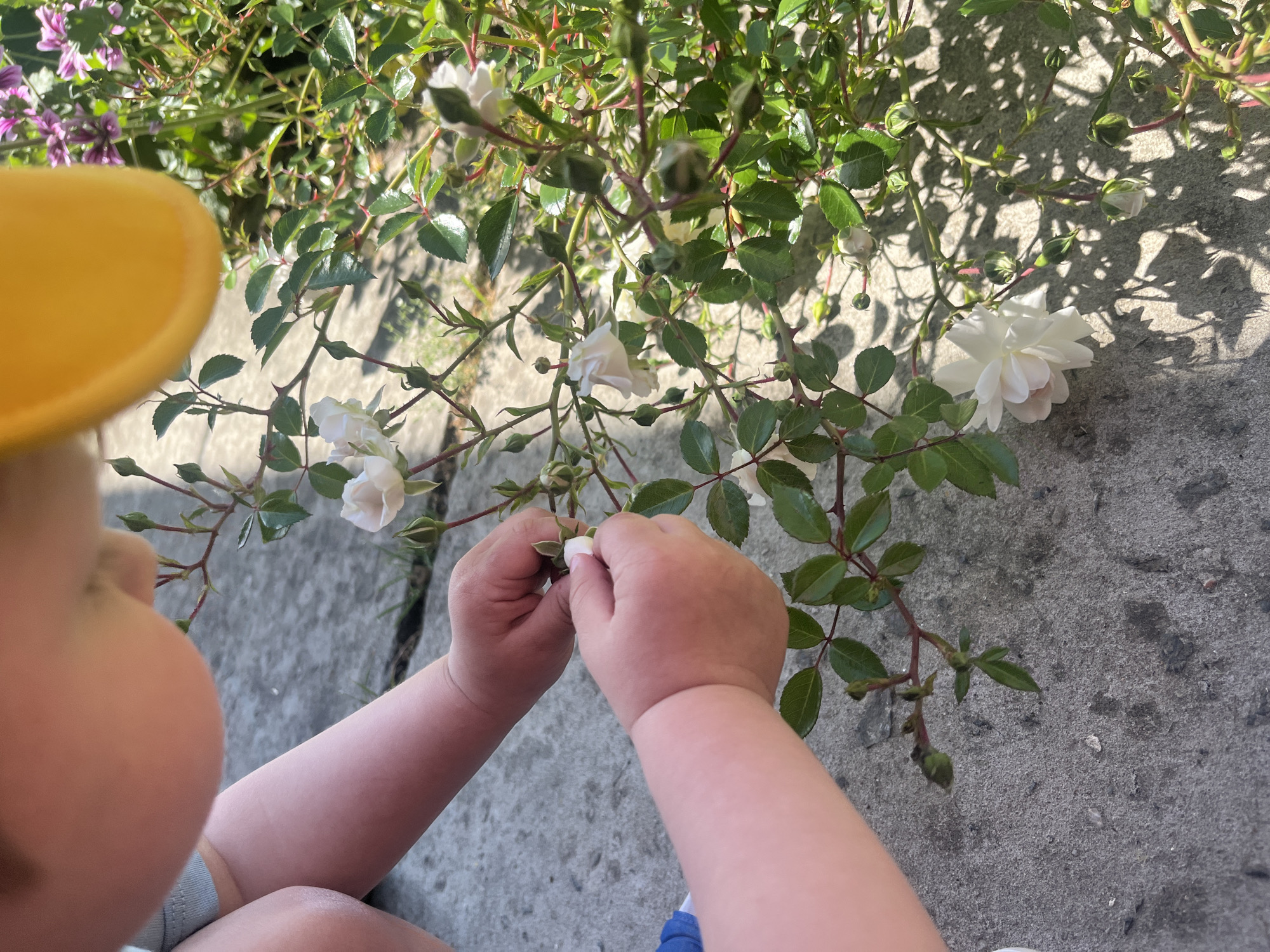 The image depicts a young child's hands gently interacting with a small white rosebush on a sunny day in Onokivtsi, Ukraine. The child, visible from the chest down, has pale, plump skin and wears a light blue garment, with a yellow object (possibly a hat brim) partially obscuring the upper right of the frame. Both of the child's small hands are focused on a developing, light pinkish-white rosebud. The rosebush features several dark green, serrated leaves and numerous buds at various stages of opening, alongside at least one fully bloomed white rose with delicate petals, located towards the bottom left. The plant stems exhibit small, sharp thorns. The setting is an outdoor area with a textured, light grey concrete surface beneath the child and the rosebush, showing a visible crack. Strong sunlight casts distinct, intricate shadows of the plant's leaves and branches onto the concrete. In the background, additional green foliage and scattered purple flowers are discernible.