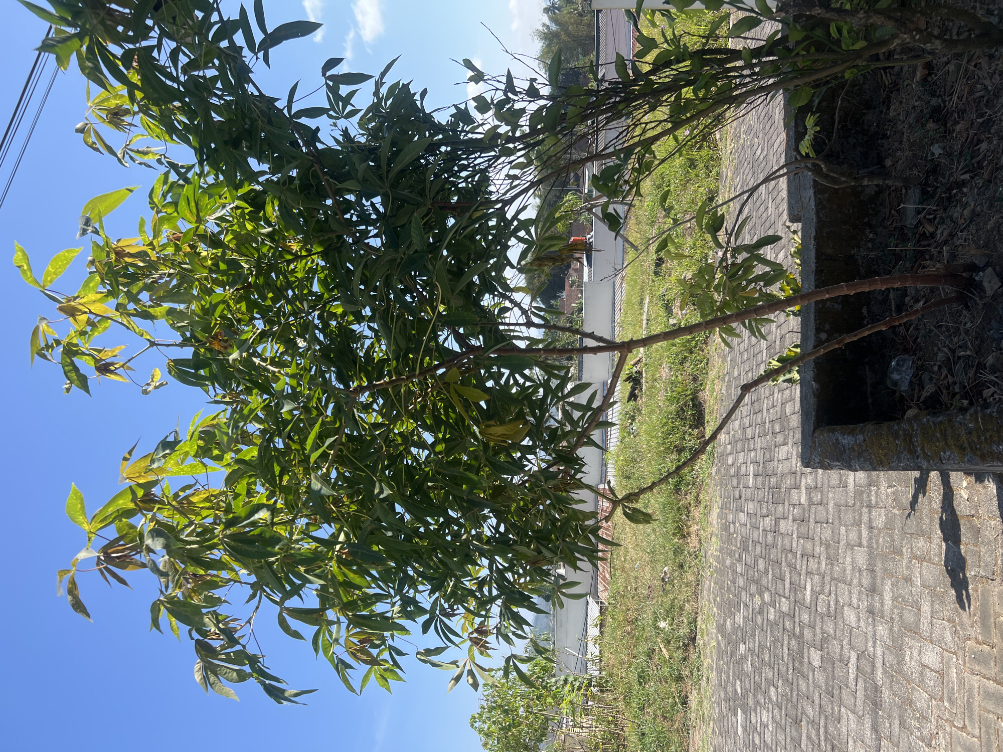 The image shows a close-up view of a tree with green and yellow leaves against a clear blue sky. The tree is in a planter box, which is made of concrete and shows signs of moss growth. In the background, there is a paved pathway made of grey interlocking bricks, with some green grass and a white wall visible. Power lines are also present in the upper right corner of the image. The scene appears to be outdoors in a residential area.