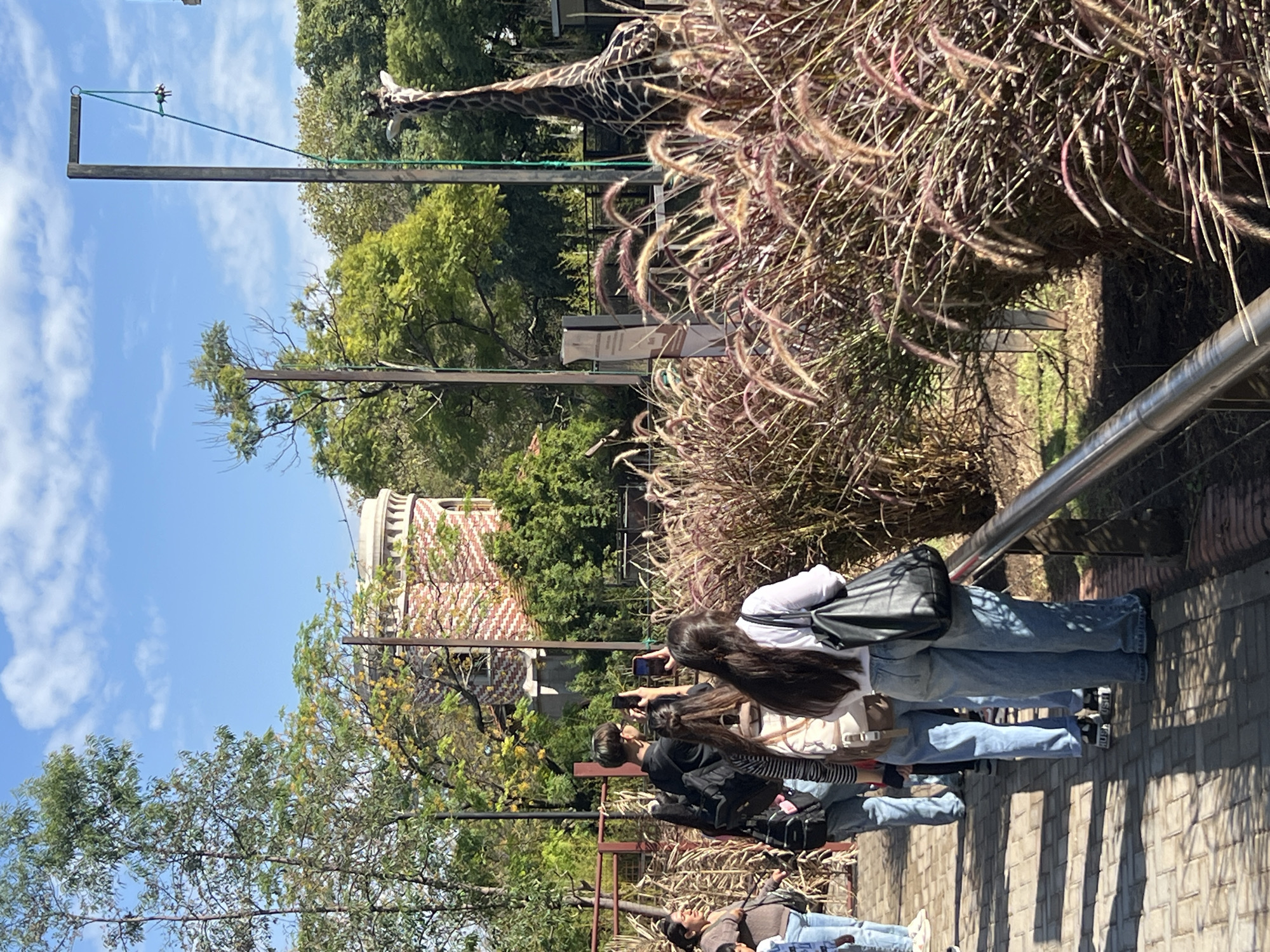 A group of people are standing on a brick-paved pathway, looking towards a giraffe. The giraffe's head and neck extend over a foliage-covered area. A structure, possibly a feeding apparatus for the giraffe, is visible above the foliage, held up by posts and cables. Behind the foliage, a building with a rounded top and red and white patterned roof is visible, partly obscured by trees. The scene appears to be in a zoo. Based on the architecture and the zoo context, the location could be the Buenos Aires Zoo (now Ecoparque), in the city of Buenos Aires, Argentina.