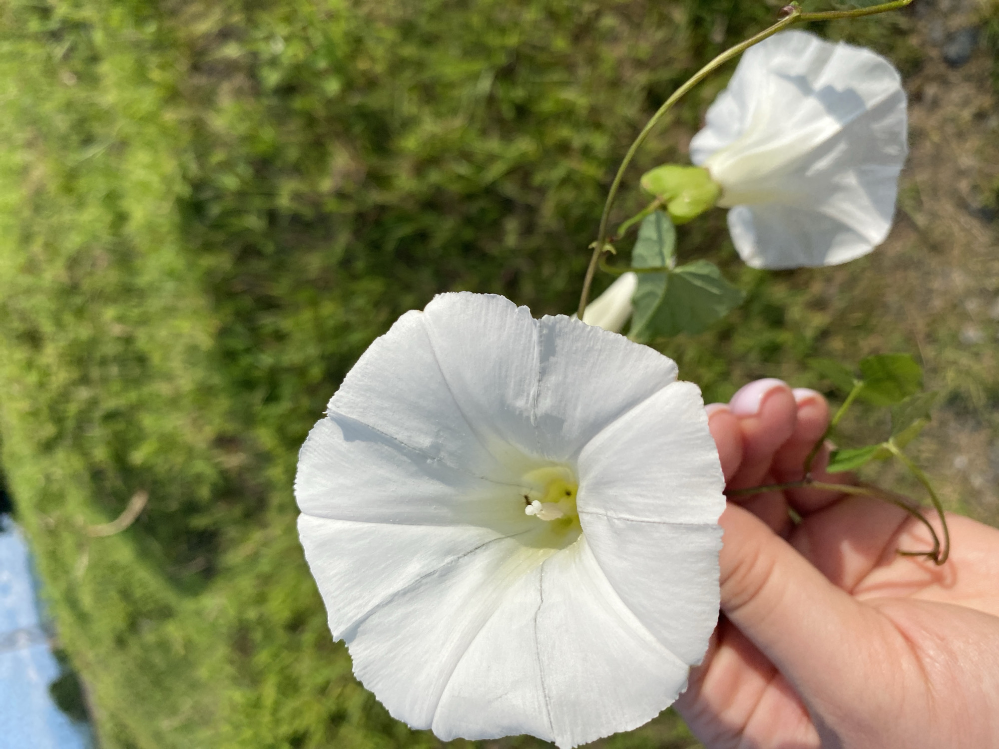 A close-up, eye-level shot shows a person's hand holding a white, trumpet-shaped flower. The flower is white with faint yellow in the center and has prominent veins. A thin green vine extends from the flower, with a smaller, closed white flower bud below it. The background is a blurry field of green grass under a bright sky, with a blurred hint of power lines or a distant structure on the left. The focus is on the flower and hand. The location is unknown.