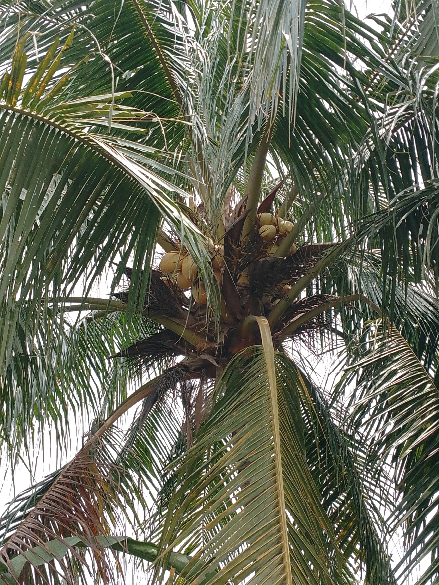 The image shows a close-up view of a coconut tree with many coconuts clustered together. The coconuts are light green to yellowish in color. The tree has large, frond-like leaves that are dark green, with some appearing dried and brown at the edges. The background is a bright, overcast sky, suggesting it is daytime in Bakaran Batu, Indonesia. No people or other animals are visible.