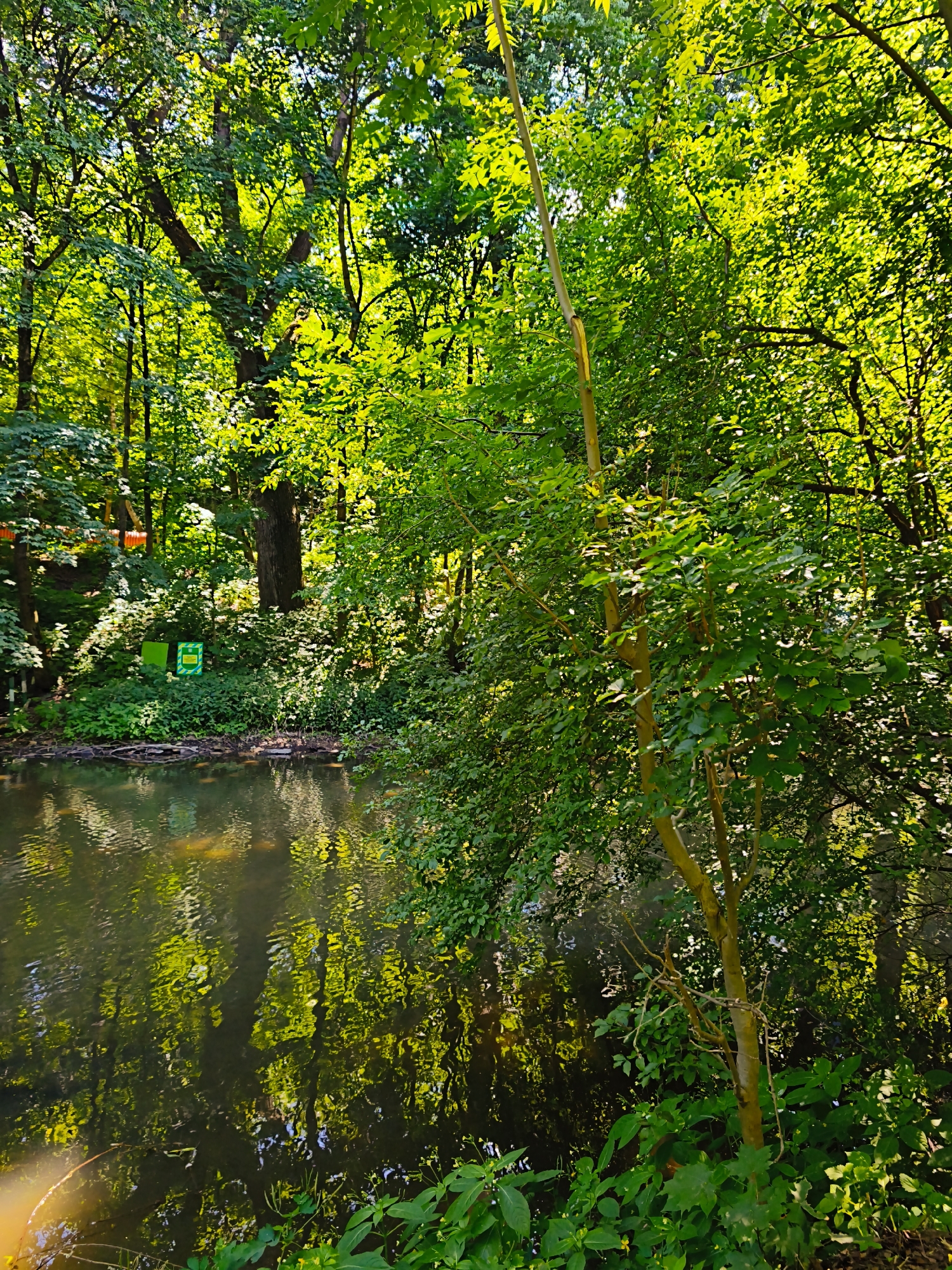 The image depicts a serene natural scene within a city park in Ternopil, Ukraine. The foreground features a body of water, likely a pond or slow-moving stream, reflecting the lush greenery of the surrounding trees and foliage. The water's surface is dappled with sunlight, creating a shimmering effect.
Along the water's edge, dense vegetation thrives, with various shades of green plants and small white flowers visible. In the background, a canopy of mature trees creates a dense forest-like atmosphere, with sunlight filtering through the leaves, illuminating patches of the scene. The trees are predominantly deciduous, with full, leafy branches.
Two green signs are affixed to a post or structure near the water's edge, partially obscured by vegetation. One sign is primarily green with white lettering and a symbol, while the other appears to be a solid green rectangular sign.
A thin, light-colored tree trunk is prominent in the right half of the image, reaching upwards through the dense foliage. The overall impression is one of natural beauty and tranquility within an urban setting. No people are visible in the image.