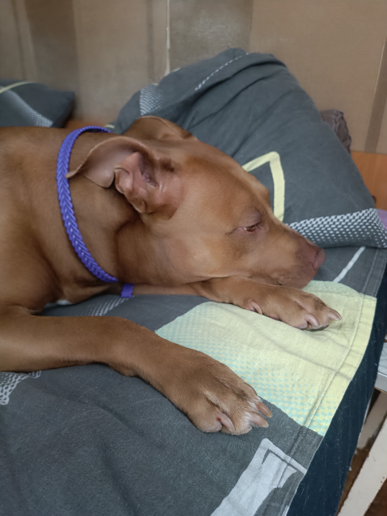 A brown dog with a purple braided collar is sleeping on a bed. The dog is lying on its side, with its head resting on a pillow. The bed is covered with a gray and white patterned blanket. The background is a light brown wall.