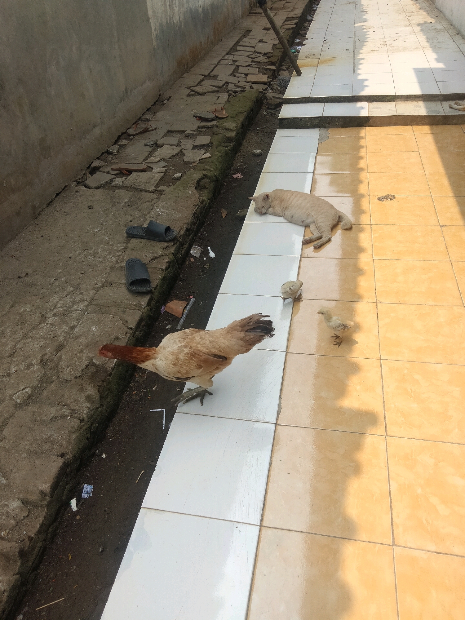 In Suka Sari, Indonesia, a light-colored cat is sleeping on a tiled floor, with two small chicks nearby. A larger chicken is foraging on the ground next to the tiles, which transition from white to orange. A narrow, dirt-filled trench runs along the side of the tiled area, with debris and a broken wooden pole visible. Two black flip-flops are on the ground next to the trench, and a broken concrete wall runs along the opposite side of the trench. The scene is bathed in sunlight, casting shadows across the tiled area.