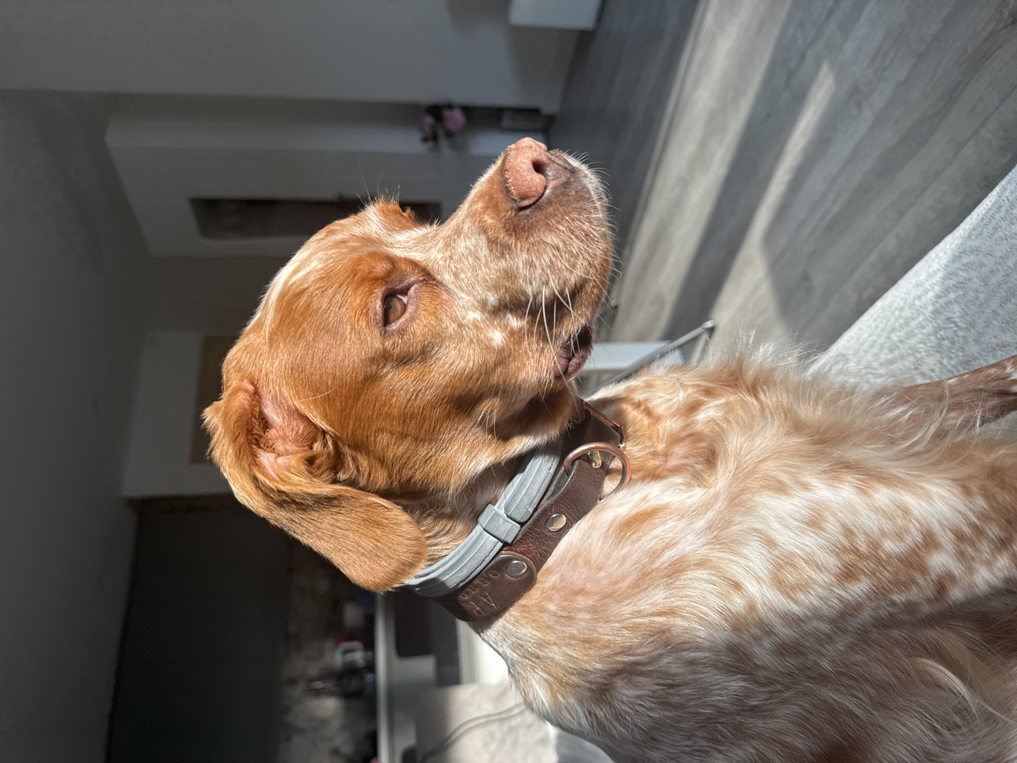 A tan and white dog with a brown leather and gray collar is looking up. The dog is sitting on a gray surface. The background is blurry, but includes a white dresser and light gray wood flooring. The location is indoors. There is no indication of Sofia, Bulgaria.