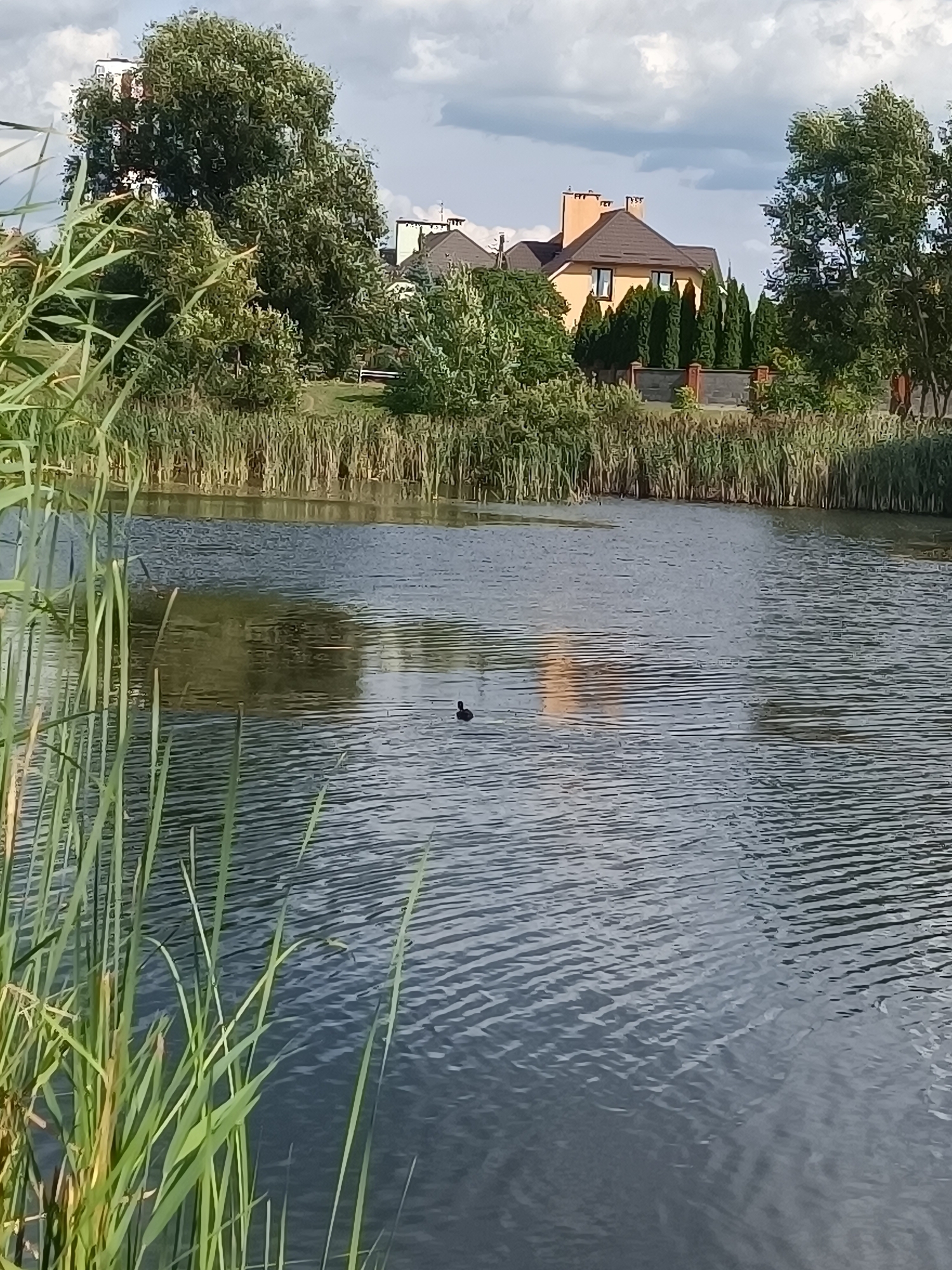 The image depicts a serene natural scene with a body of water in the foreground, bordered by tall reeds. In the middle ground, a small black duck is swimming on the rippling surface of the water. The background reveals a residential area with houses, trees, and a fence. The sky above is partly cloudy, with patches of blue sky peeking through the clouds. The overall impression is one of peaceful tranquility. The image does not provide any specific information that would allow for the identification of its location within the city of Brest, Belarus.