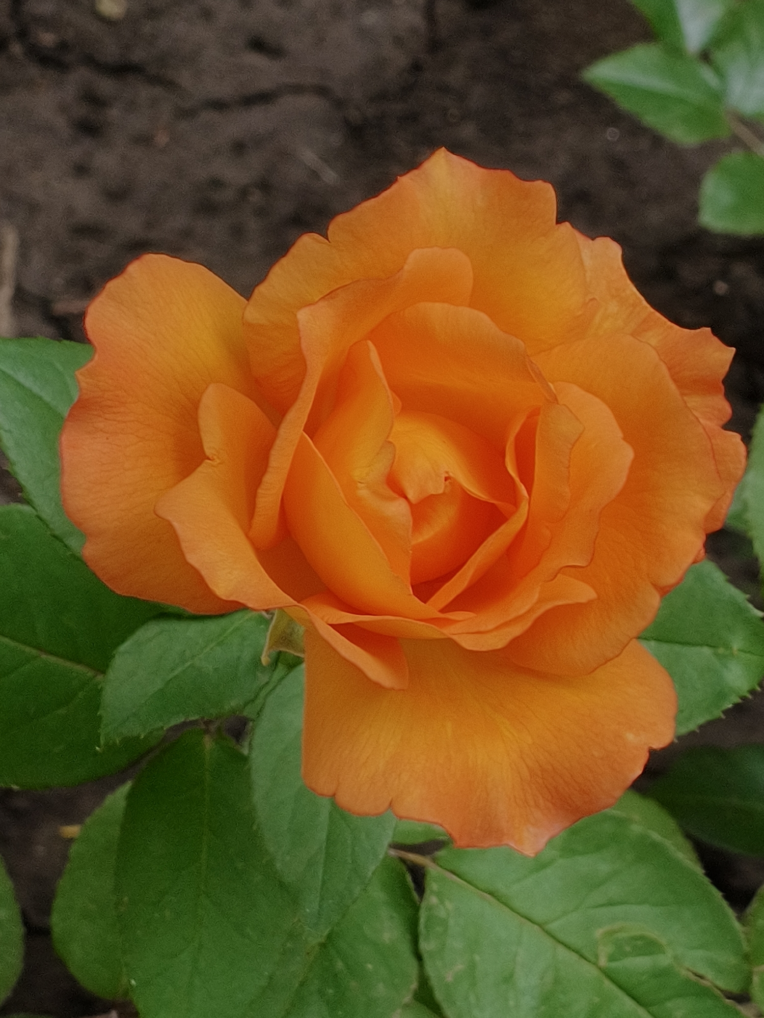 The image is a close-up, overhead shot of a vibrant orange rose in full bloom, set against a blurred background of dark soil and green foliage. The rose's petals are tightly packed and layered, with the deepest color concentrated in the center. The outer petals are slightly ruffled and have a velvety texture. Several green leaves are visible, some partially obscuring the rose. The lighting suggests an outdoor setting, likely during the daytime. There are no people or animals visible in the image. The image does not provide any specific information about its location in the city of Kryvyi Rih, Ukraine, or any actions or interactions.