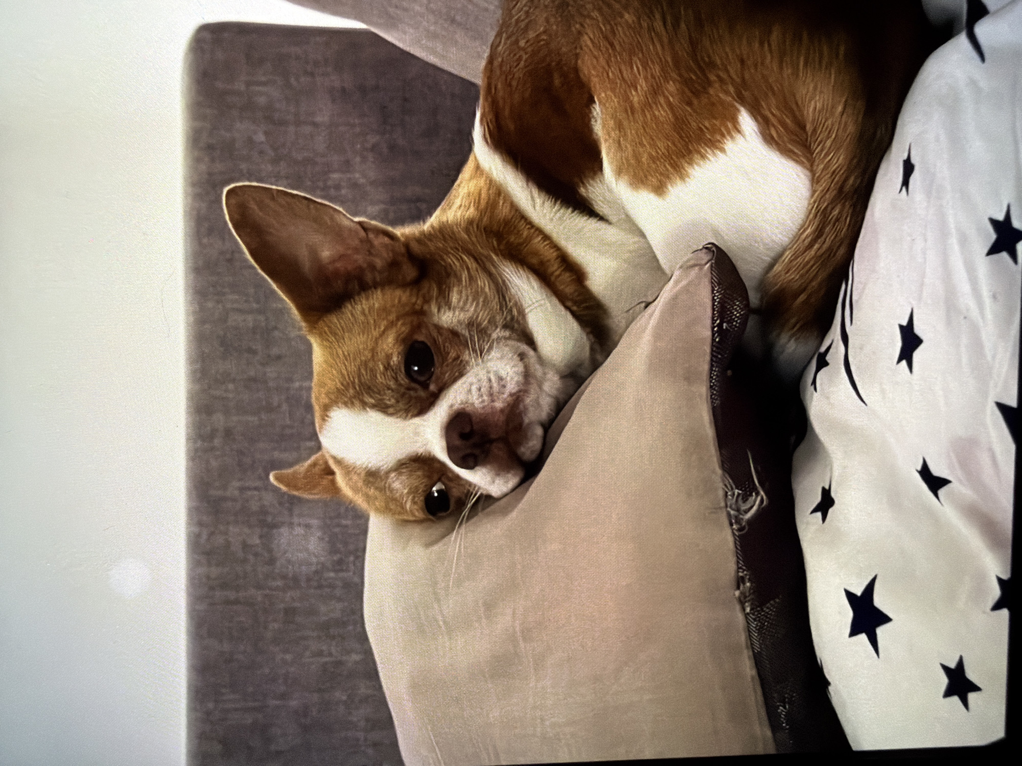 A brown and white chihuahua rests on a pillow. The pillow is resting on a bed with star patterned sheets. The background includes a grey wall.