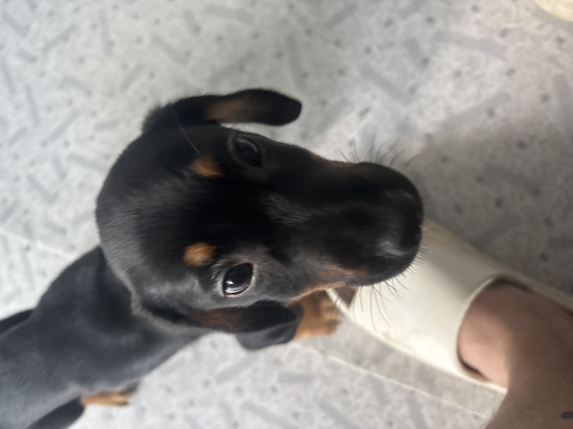 A close-up, eye-level shot shows a black and tan Dachshund puppy looking directly at the camera. The puppy's head is in sharp focus, with its dark eyes, wet nose, and floppy ears clearly visible. Brown markings are visible above its eyes and on its ears. A white slipper is in the foreground, with a person's leg and foot inside it, partially obscuring the puppy's snout. The background is a lightly textured, pale surface with faint, repeating geometric patterns, possibly a mat or flooring. The lighting appears to be ambient, with no harsh shadows. The image is taken indoors.