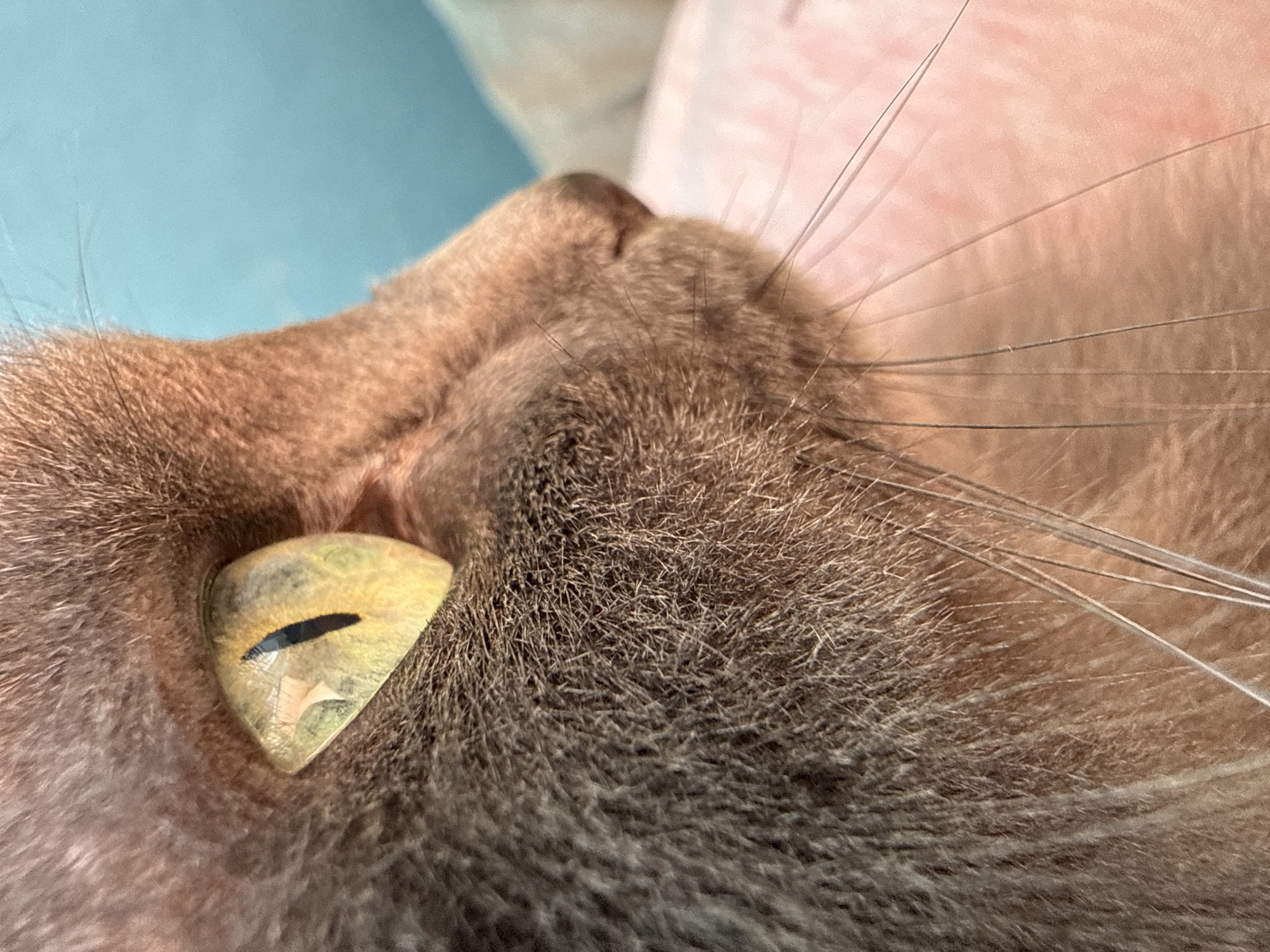 This is a close-up, side-profile photograph of a cat's face, focusing on its eye and muzzle. The cat has gray fur and a striking green-yellow eye with a vertical black pupil. The background is a soft blue, suggesting an indoor environment. There is a hint of pink fabric in the lower right portion of the frame. No specific location in Ivanovo, Russia can be determined from the image.