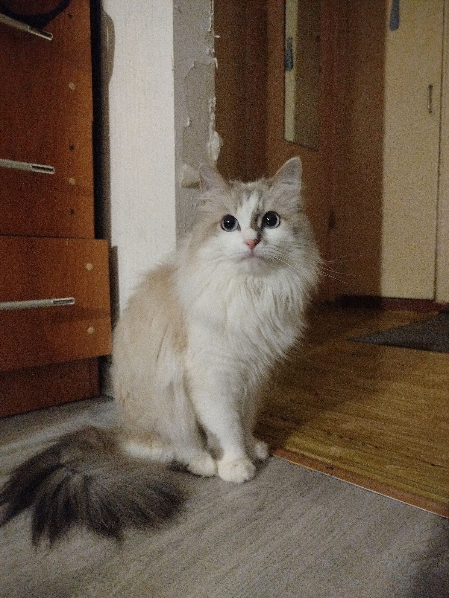A medium shot shows a cat with light-colored fur and blue eyes sitting on a grey floor in a room. The cat has a long, bushy, gray-brown tail. To the left, a brown cabinet with silver-colored drawer pulls stands against a white wall with some damage or uneven texture. To the right, the floor transitions to a wood surface, and in the background, a doorway leads to another room with light-colored walls and what appears to be a brown doormat. The specific location in the city of Unknown, Unknown is not discernible from the image.