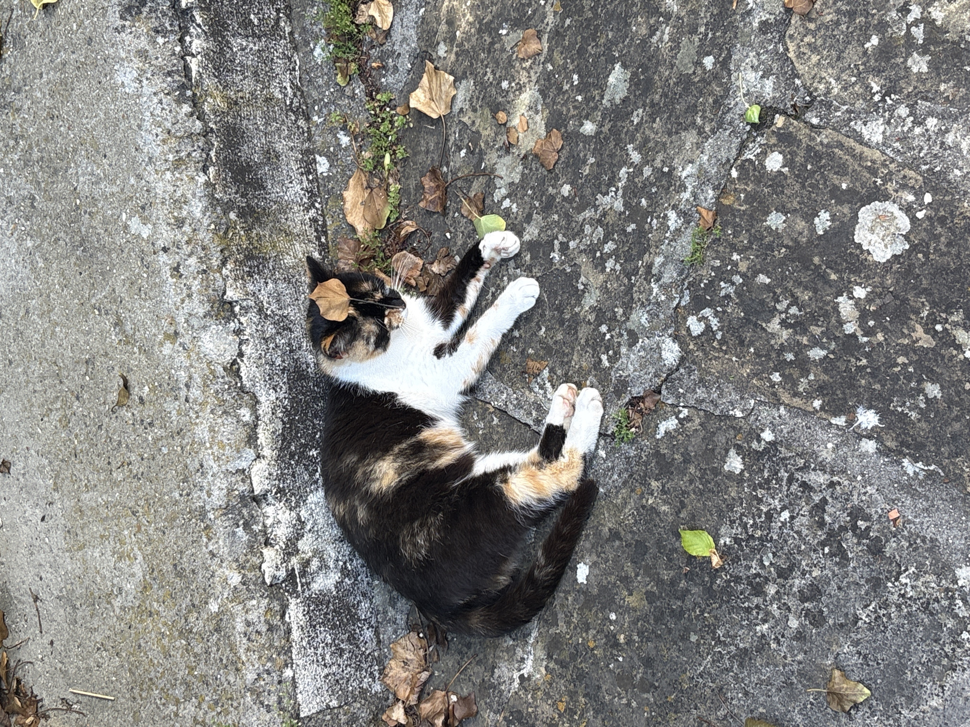 A calico domestic cat, displaying black, white, and orange/brown fur, is captured lying in repose on a textured, grey concrete or stone surface in the city of Charkovo, Bulgaria. A small, dry, light brown leaf rests on the cat's head, near its left ear. The cat's eyes appear closed, indicating a state of rest or sleep. Its white front paws are extended forward, while its patterned tail curves along its side. The ground consists of uneven slabs, exhibiting visible cracks, areas of white lichen or discoloration, and scattered dry brown leaves. Small patches of green vegetation are present in the crevices of the stone.