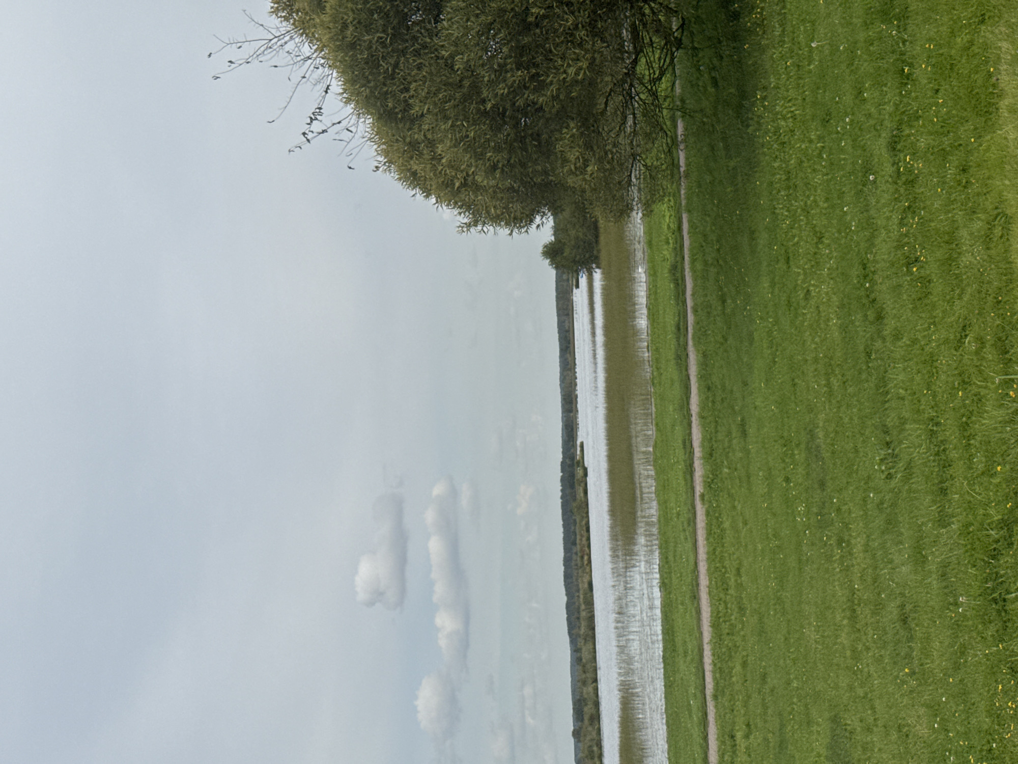 The image depicts a serene landscape, likely a park or natural area, in Sestroretsk, Russia. In the foreground, a vast expanse of green grass, dotted with small yellow flowers, stretches across the scene. A light-colored path runs horizontally across the mid-ground, separating the grassy area from the water. Beyond the path lies a body of water, possibly a lake or bay, with reeds growing in the shallower areas. The water reflects the overcast sky, which is filled with scattered white clouds. In the background, a dense line of trees forms a dark horizon. To the right of the frame, a large, leafy tree with dark branches dominates the edge of the image, its foliage a vibrant green. The overall impression is one of natural beauty and tranquility, characteristic of a recreational spot in Sestroretsk.