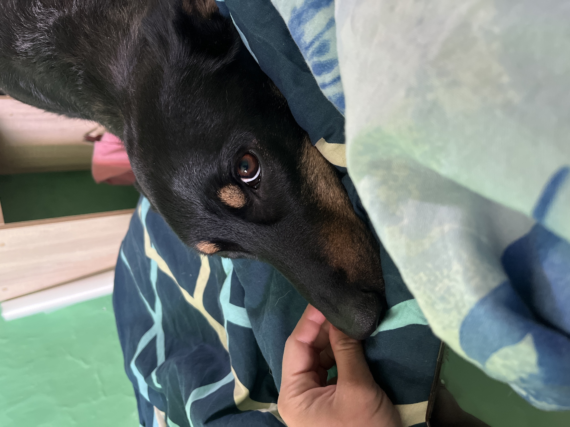 The image shows a close-up of a black and tan dog lying on a bed with patterned sheets. A human hand is gently touching the dog's nose. The background is softly blurred and shows a green wall and some wooden furniture. The scene appears to be indoors, likely in a bedroom. There is no information in the image to suggest the location is Nizhny Tagil, Russia.