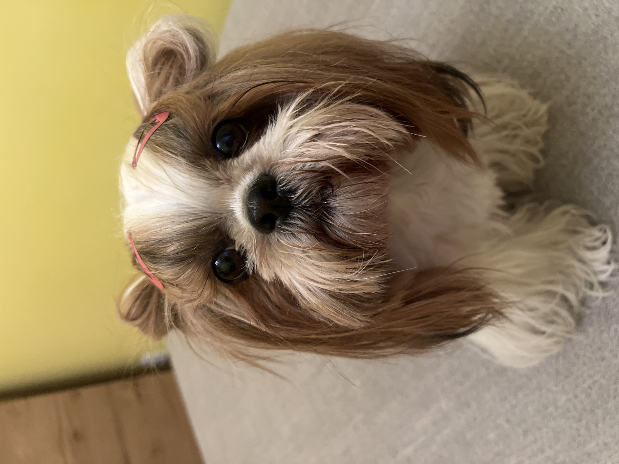 A Shih Tzu dog with brown and white fur and pink barrettes in its fur sits on a grey upholstered surface. The dog is looking directly at the camera. The background is a yellow wall and a wooden surface.
