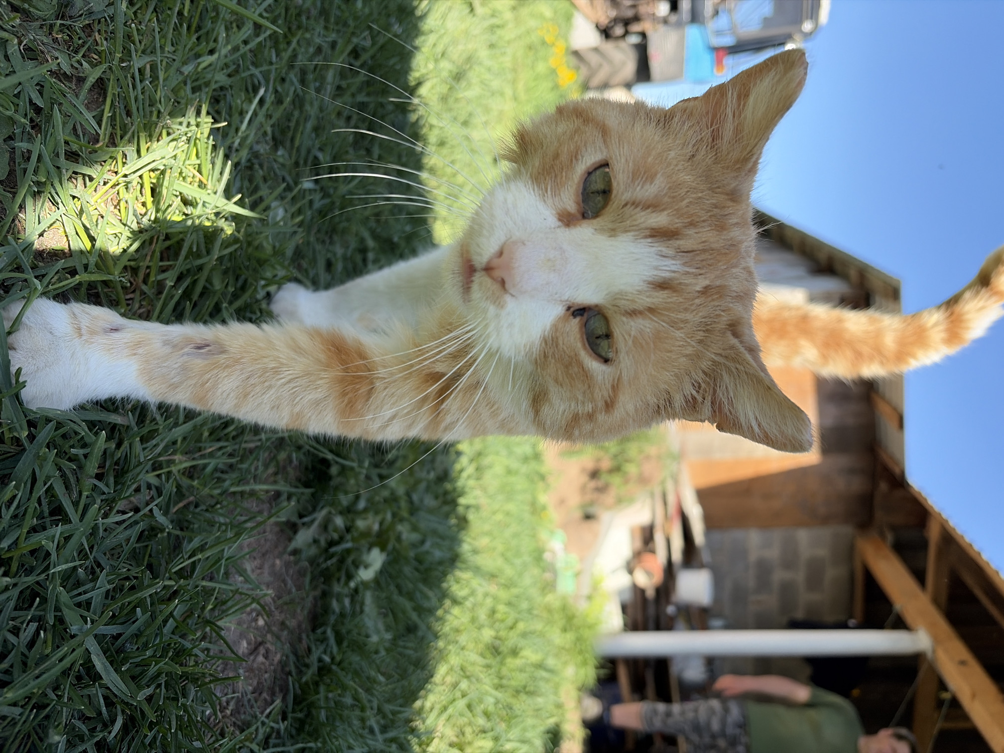 A medium-shot, eye-level view depicts an orange and white cat lying on the green grass. The cat is looking directly at the camera, with its head tilted slightly. The cat’s front left paw is extended towards the left edge of the image. A tractor is parked in the background behind the cat. Also in the background, there is a shed-like structure. At the bottom of the image, the lower torso of a person can be seen. The location is likely a grassy yard in or around Кемуль, Russia, based on the request.