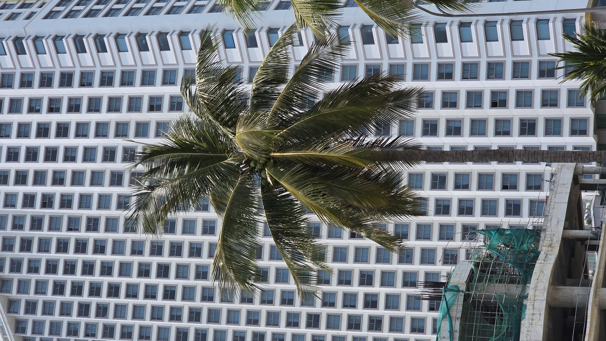 The image depicts a palm tree in the foreground with a large, white building in the background. The building has a grid-like facade of numerous square windows. A construction site with scaffolding covered in green netting is visible to the right of the palm tree. The building appears to be located in a city. This is likely Nha Trang, Vietnam.