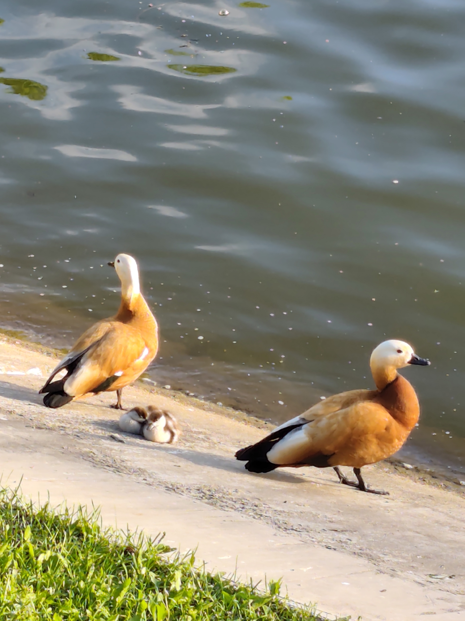 The image shows two ruddy shelducks and two ducklings on a concrete bank next to a body of water. The bank is edged with green grass at the bottom of the frame. One adult shelduck is standing looking to the left with its head up, while the other shelduck is standing looking to the right. The ducklings are huddled together near the first shelduck. The water behind the ducks has a green tint with white speckles on the surface. The lighting suggests it is daytime. The scene is likely located in a park in Moscow, Russia.