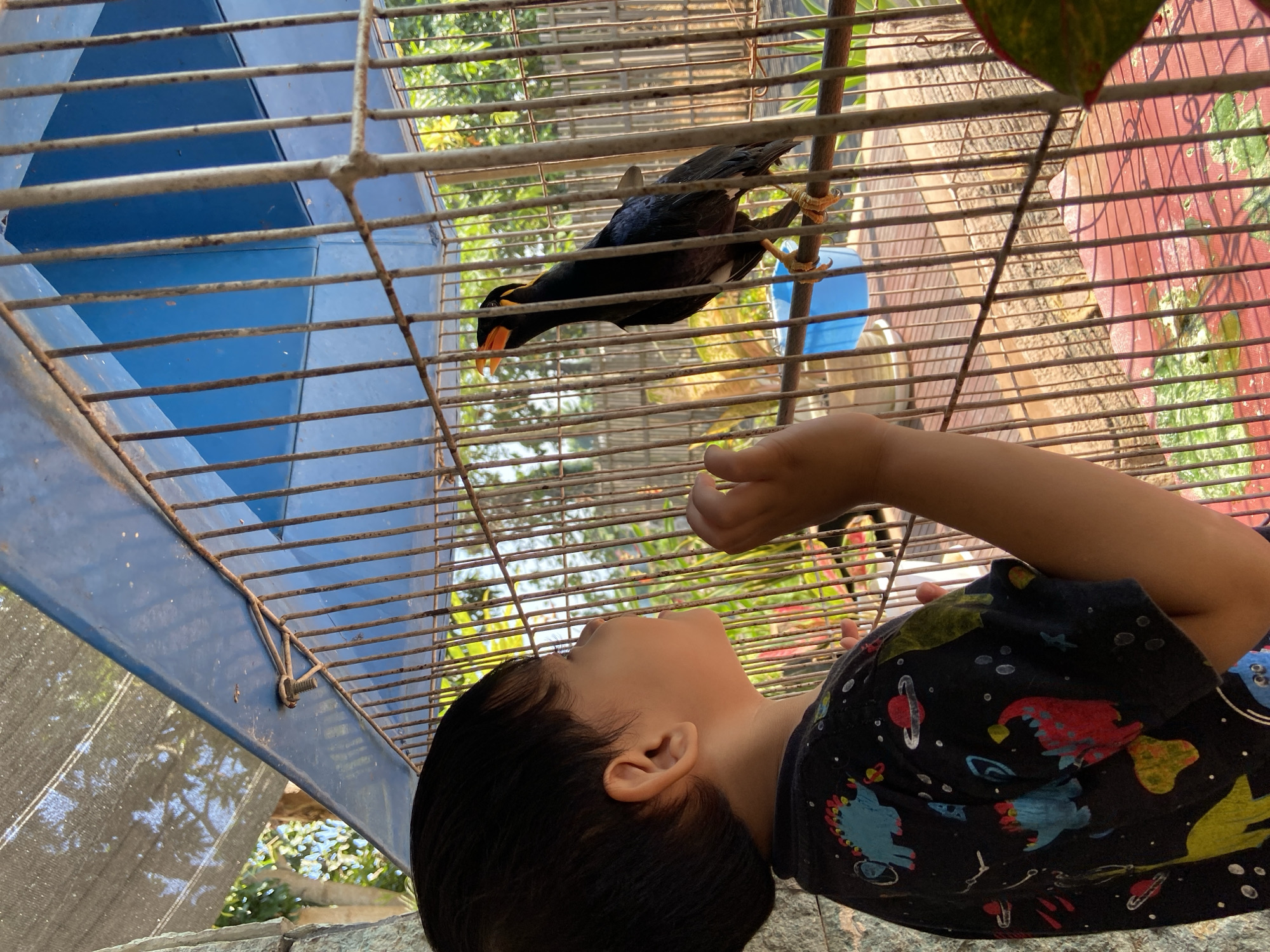 A young child, with dark hair and wearing a black t-shirt featuring a dinosaur and space-themed print, is looking at a black bird with an orange beak inside a birdcage. The bird is perched on a horizontal bar within the cage. The cage is made of metal bars and has a blue roof. The scene appears to be outdoors, with greenery and sunlight visible through the cage. The child's right hand is raised towards the cage. The floor of the cage is red with some green and yellow patterns. The location is specified as Margorejo, Indonesia.