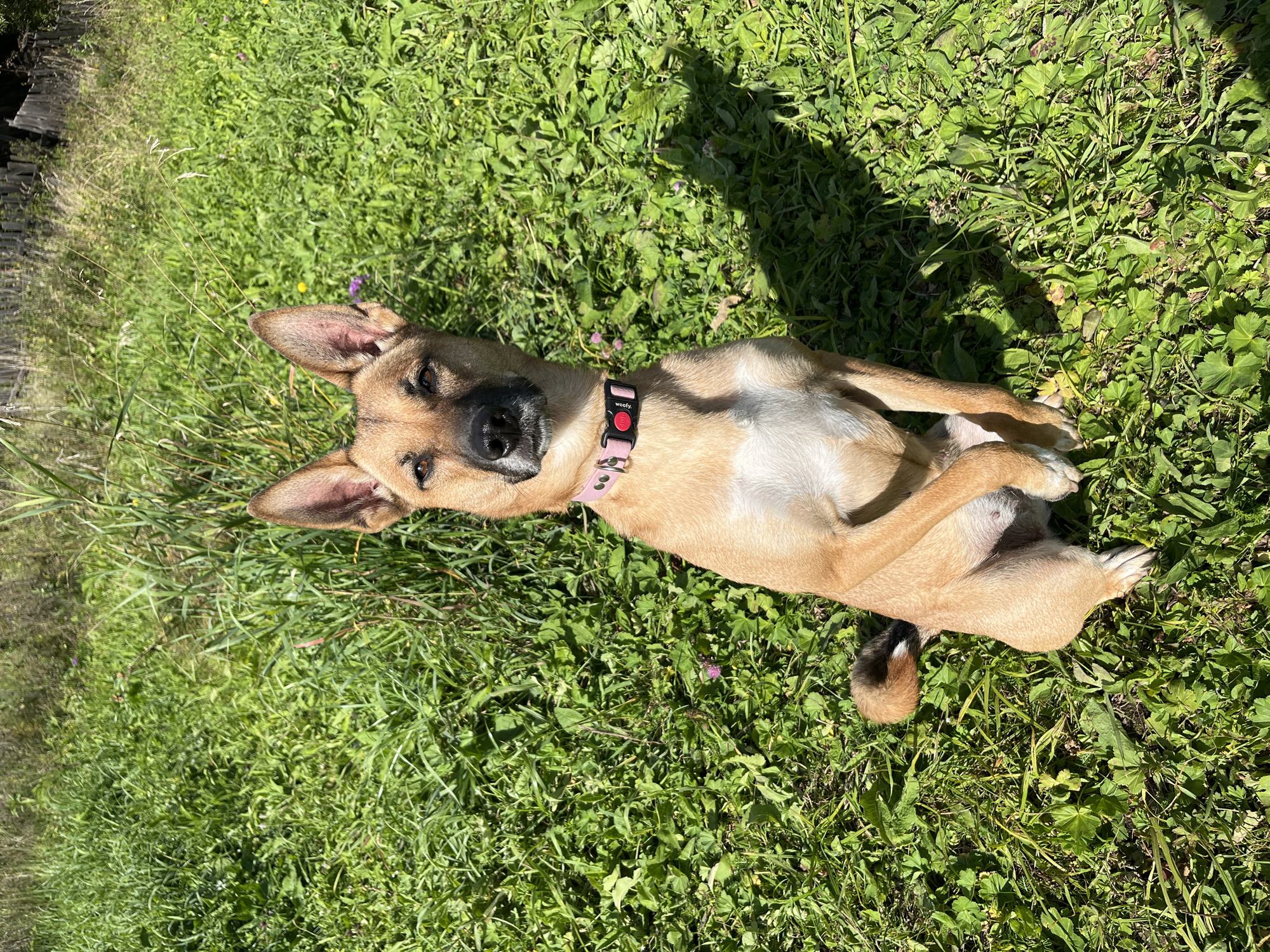 A tan and white dog is sitting upright on its hindquarters in a grassy field. The dog is facing forward with its head tilted slightly to the left and its right paw raised. It is wearing a pink collar with a black buckle. The background consists of tall green grass, some dried vegetation, and a wooden fence. The scene is illuminated by bright sunlight, casting shadows on the grass. This image was taken in the city of Nizhny Tagil, Russia.