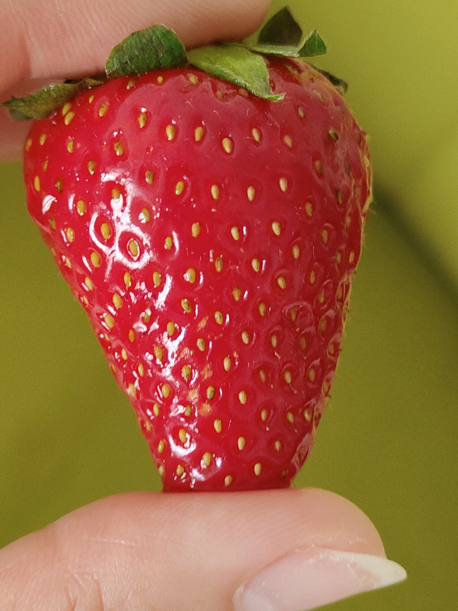 A close-up shot features a vibrant red strawberry held between a thumb and forefinger. The strawberry is ripe and covered in small, yellow seeds. The green leaves attached to the top of the fruit are fresh. The background is a muted, olive green color, possibly a blurred plant or wall.