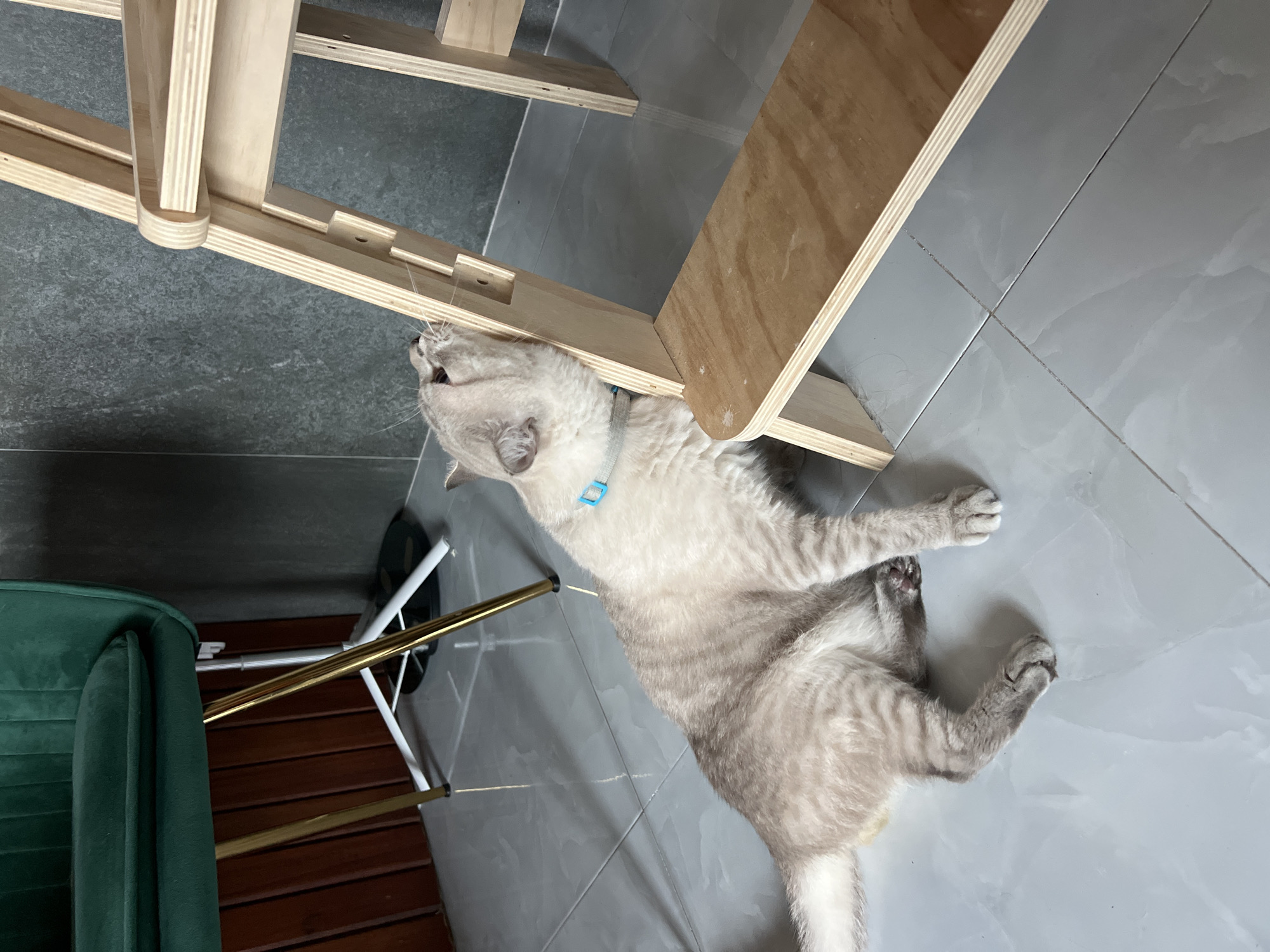 A light-colored tabby cat with cream and light gray stripes is captured lying on its back and side on a glossy light gray tiled floor. The cat is wearing a light blue collar and has its mouth open, looking upwards towards a light-colored wooden structure that appears to be part of a cat tree or a piece of modern, minimalist furniture. Its front paws are slightly curled, suggesting playfulness or engagement with the object above.
The wooden structure is made of multiple layers of light plywood, showing the characteristic layered edges of the material. To the left of the frame, a dark green velvet armchair with slender, gold-colored metal legs is partially visible. Beneath and behind the armchair, a section of dark brown wooden flooring can be seen, contrasting with the gray tiles. The overall setting is indoors, featuring clean, modern flooring and furniture. No visible text is present in the image.