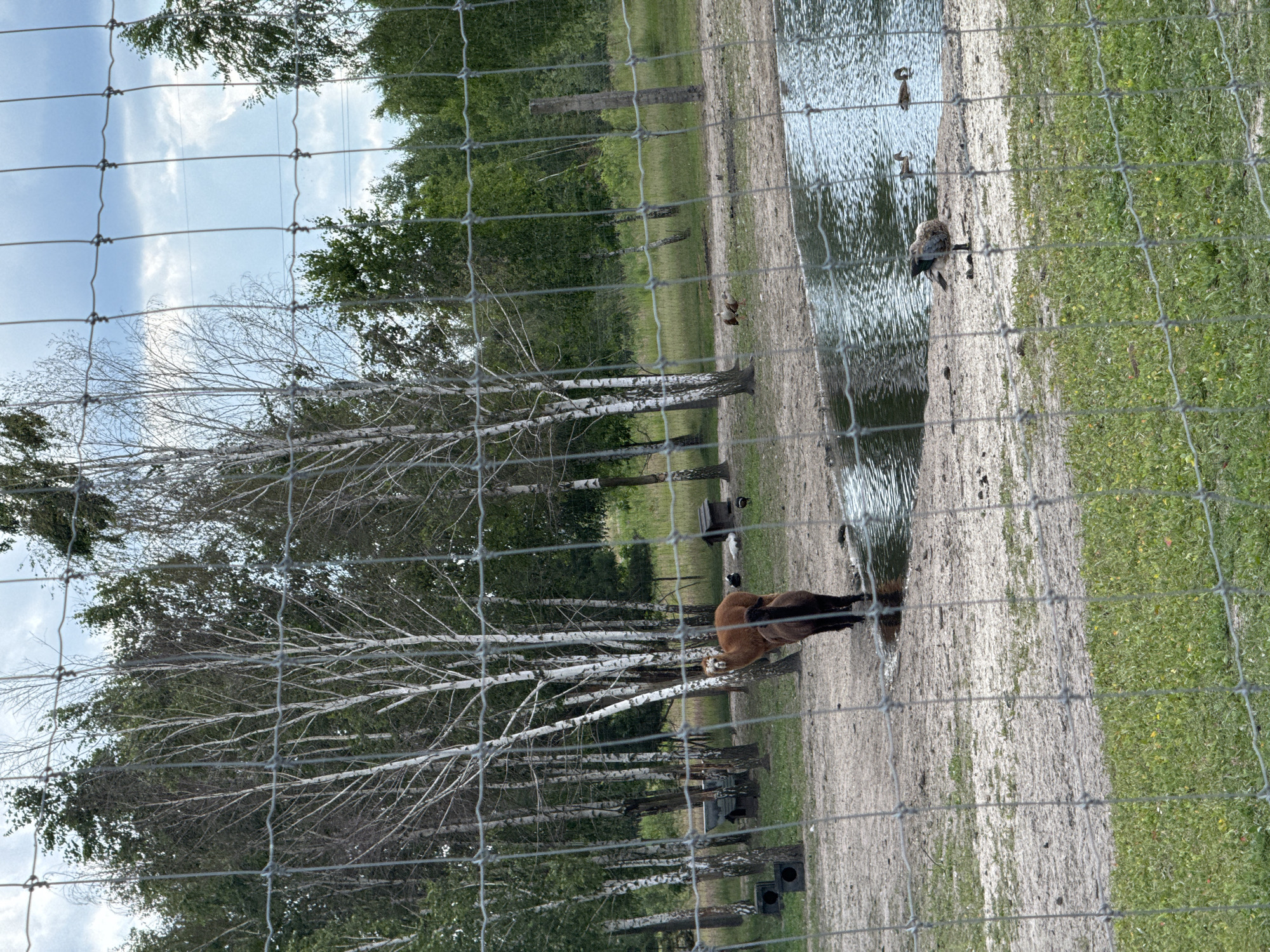 The image depicts an outdoor enclosure with a wire fence in the foreground. Within the enclosure, there is a body of water on the right side, and a sandy area with patches of grass on the left. Several trees, predominantly with white bark, are scattered throughout the scene.
In the middle ground, two alpacas are visible. One is a lighter brown color and stands facing left, while a darker brown alpaca is positioned behind it, facing away from the camera. To the right of the alpacas, near the water's edge, are three ducks. One duck is standing on the sand, preening itself, while the other two are in the water.
In the background, more trees and vegetation form a dense forest. The sky is partly cloudy. There are some man-made structures visible, including small wooden shelters that appear to be animal houses. The overall setting suggests a zoo or an animal sanctuary. There are no people visible in the image. The location is identified as Kostiantynivka, Ukraine.