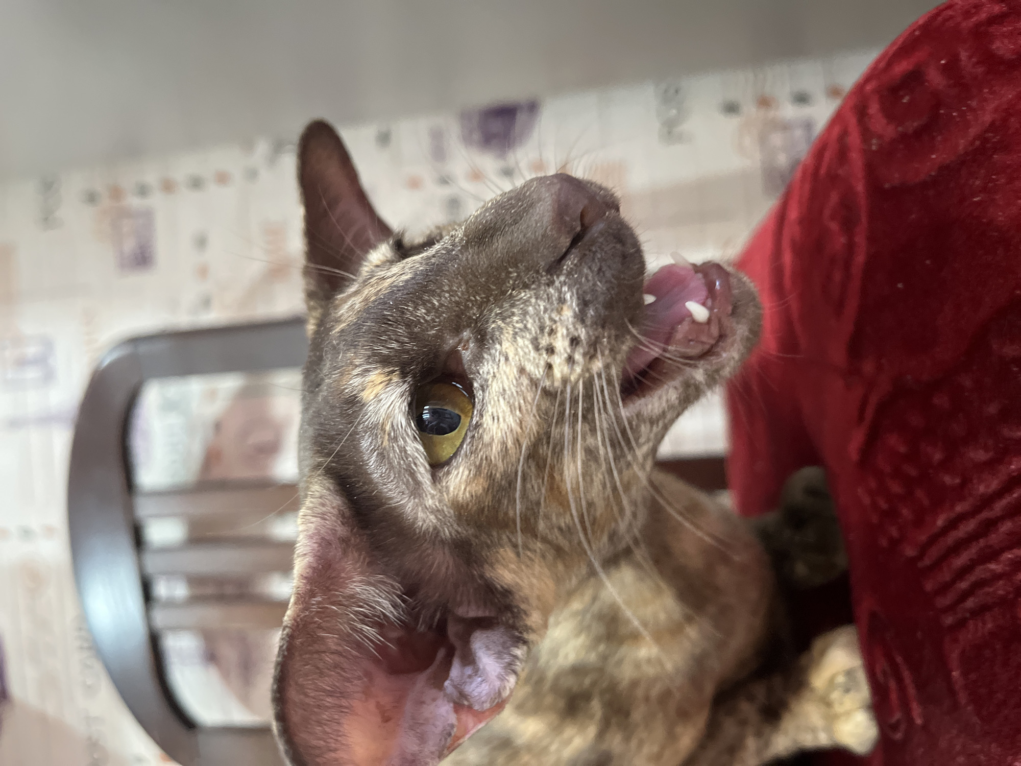 The image shows a close-up of a brown tabby Oriental Shorthair cat with its mouth open, seemingly yawning or meowing. The cat's left eye is visible, with a golden iris. Some teeth are visible inside the cat's mouth. The cat is sitting in what appears to be a wooden chair with a red patterned fabric next to it. The background consists of a patterned wall, with a visible curtain. There is no evidence to verify the cat is located in Chaikovsky, Russia.