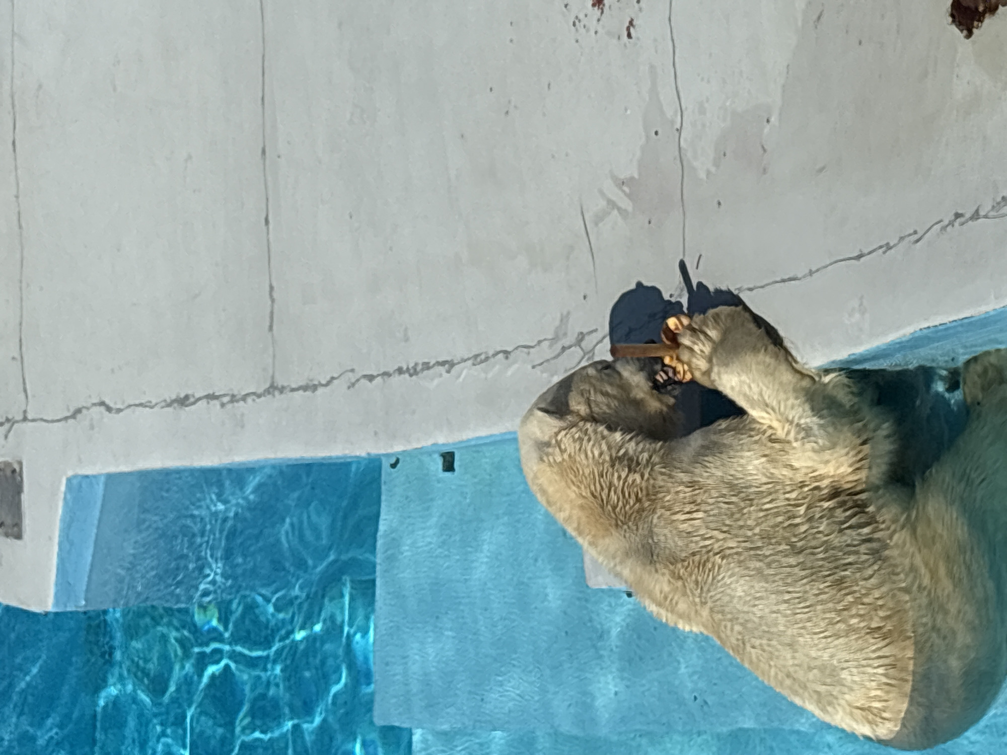 A polar bear is partially submerged in bright blue water, with its front paws resting on the edge of a concrete pool. The bear appears to be holding and eating something brown and textured in its right paw. The surrounding environment is concrete, with visible cracks and some scattered reddish-brown debris on the surface to the right of the bear. The water has ripples and reflects sunlight, creating bright patterns. The scene suggests an enclosure for the animal, possibly in a zoo. The location is the Izhevsk Zoo in Izhevsk, Russia.