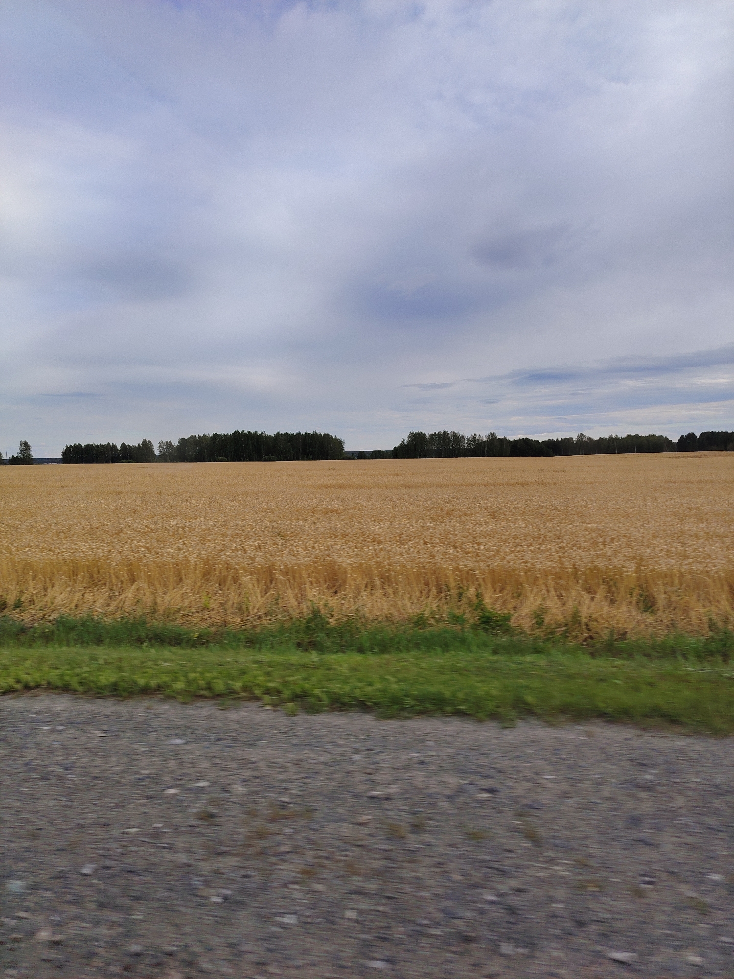 The image depicts a vast field of golden wheat under a cloudy sky. A dense line of dark green trees forms the horizon, separating the field from the sky. In the foreground, a strip of green grass borders the field, followed by a blurry expanse of grey gravel. The scene appears to be a rural landscape, possibly in the vicinity of Shabanovo, Russia, given the presence of wheat fields and forests characteristic of the region. There are no people or animals visible in the image, and the overall impression is one of natural beauty and tranquility. The lighting suggests it might be late afternoon or early evening, with diffused sunlight filtering through the clouds.