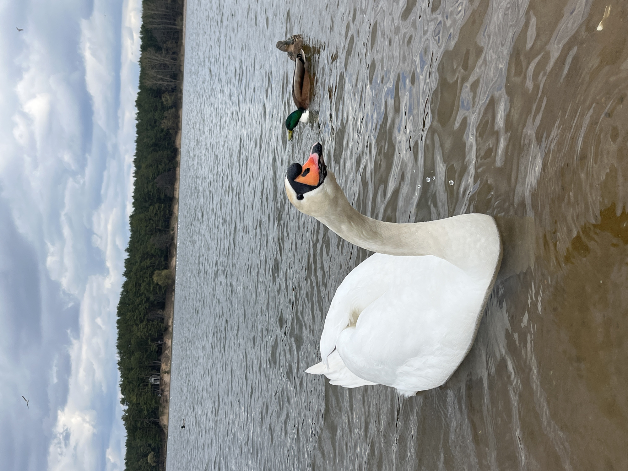 A horizontal medium shot depicts a swan and two ducks on a body of water. A forest line is visible in the background. The sky is cloudy. The image appears to have been taken in Падлабенскі сельскі Савет, Belarus.