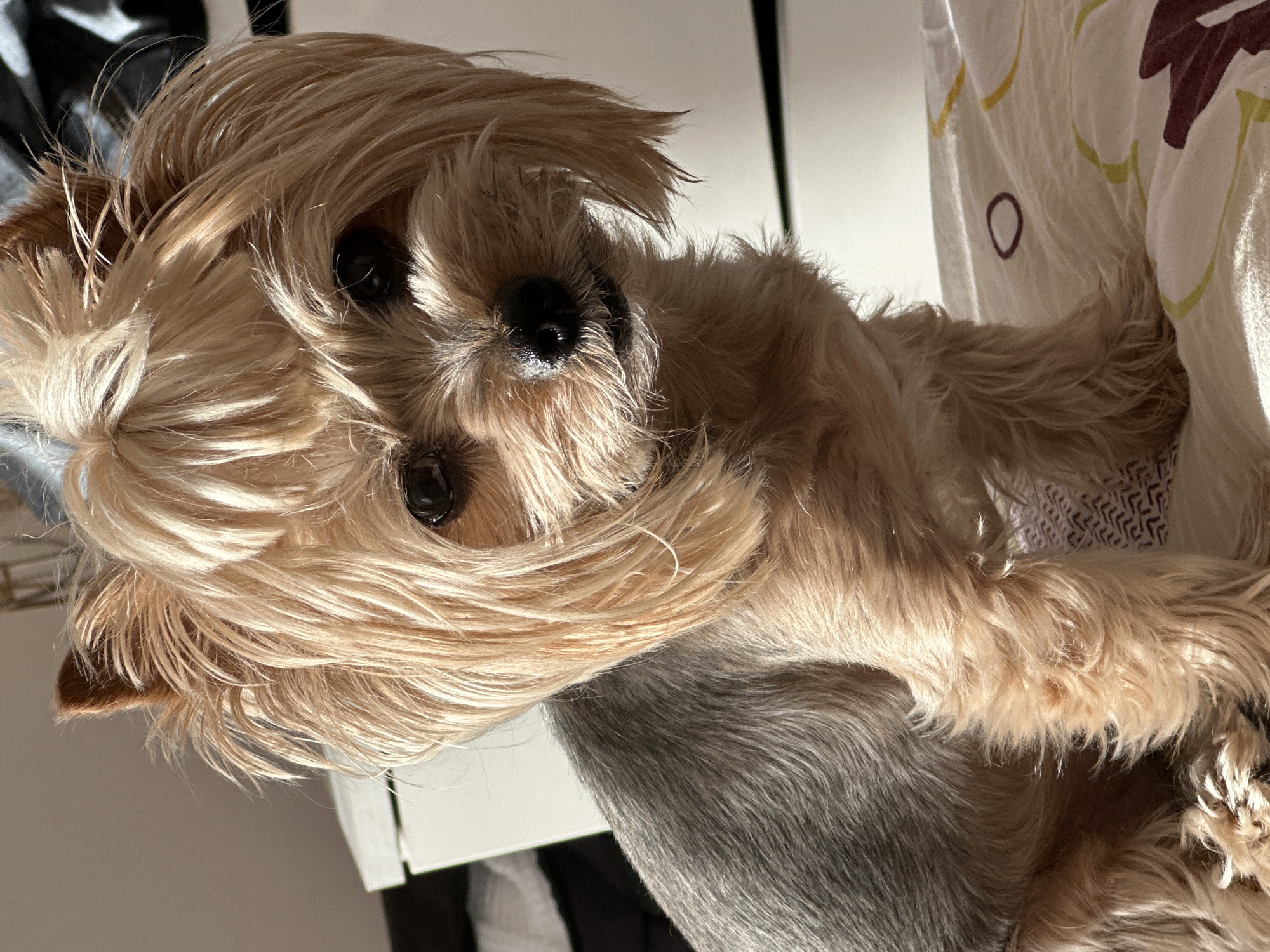 A close-up, horizontally-oriented photograph depicts a small, long-haired dog with light brown and tan fur, likely a terrier breed, looking directly at the camera with its head tilted. The dog is positioned against a background that includes a white or light-colored surface with a floral-patterned cloth to the right. A dark object, possibly a piece of furniture, is partially visible on the left. The lighting is bright, casting highlights on the dog's fur. The image does not provide any location information in the city of Sofia, Bulgaria. The description is limited to the visual elements present in the photograph.