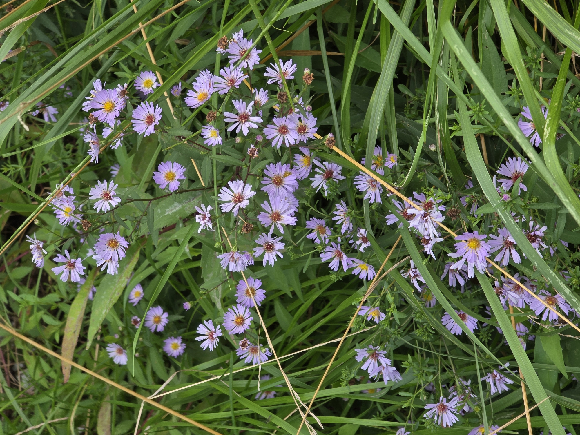 The image shows a cluster of small, light purple aster flowers with yellow centers, growing amongst lush green grass and some dry, straw-like stalks. The flowers are in various stages of bloom, with some fully open and others still in bud. The background is a blur of green foliage, suggesting a natural setting, likely a meadow or field. There are no people or animals visible in the image. The scene is an outdoor environment, with natural lighting. The specific location in the city of Речицы, Russia is not discernible from the image itself, as there are no landmarks or identifying features present.